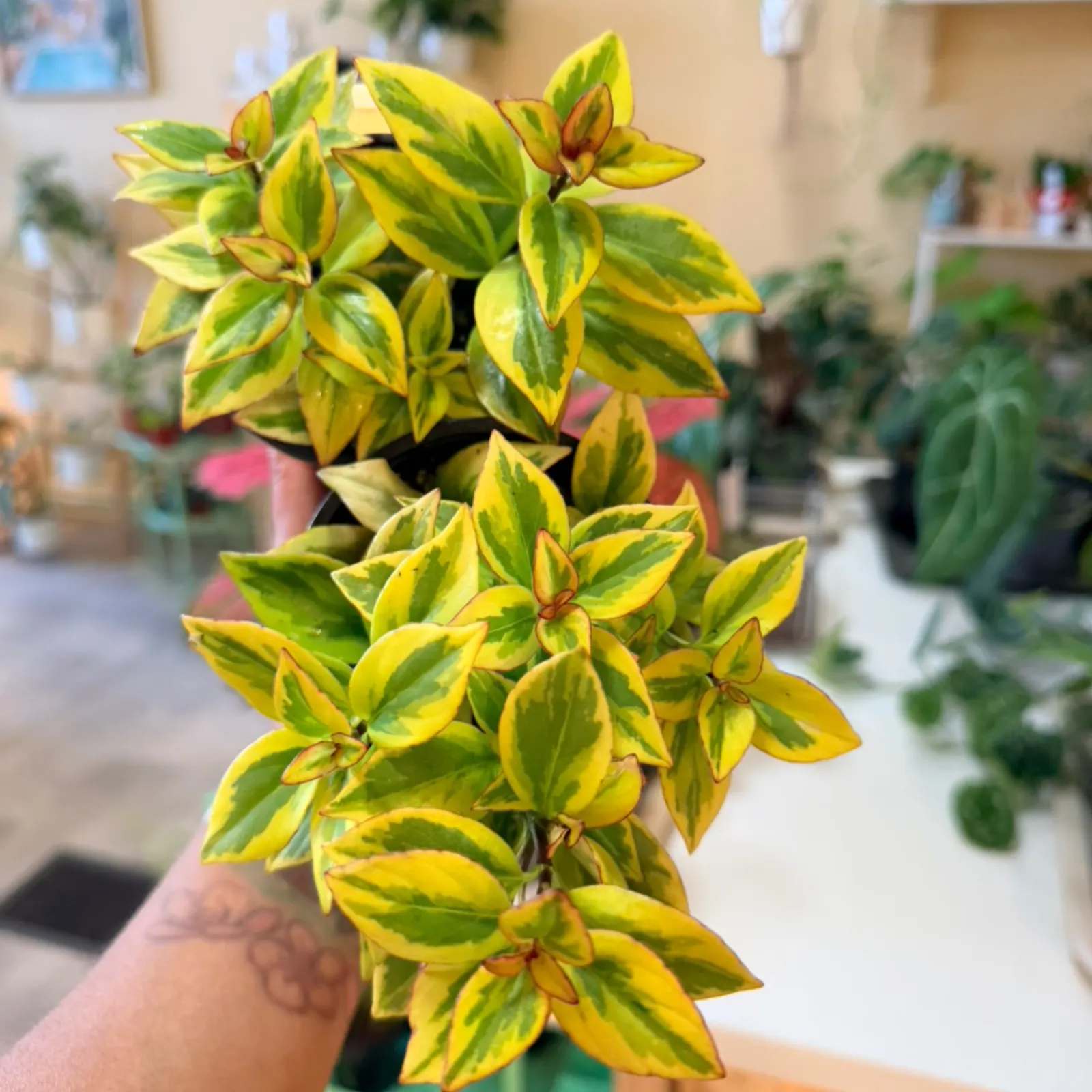 Nematanthus Aurora Gold Goldfish Plant with vibrant yellow-green variegated foliage held in hand