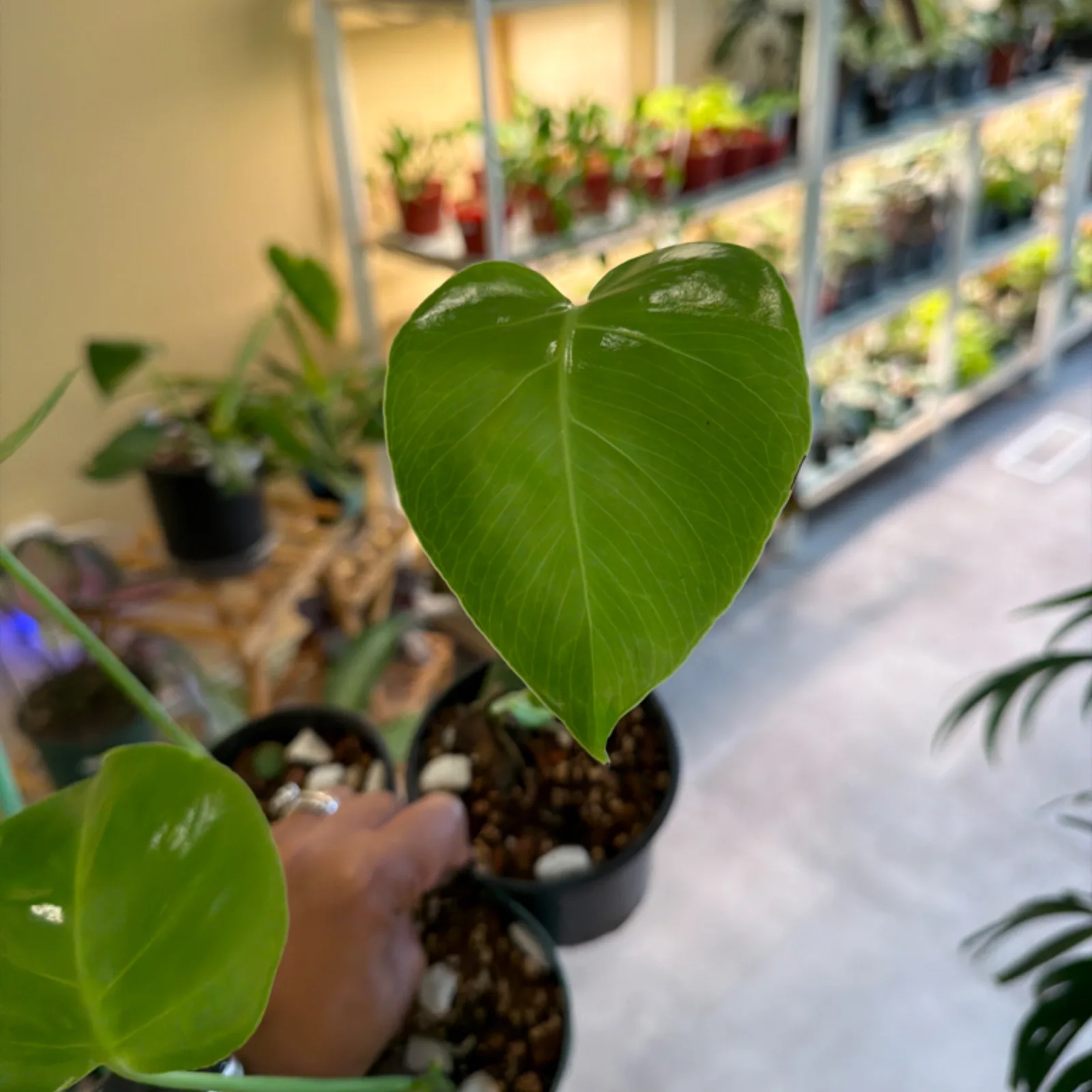 Monstera Deliciosa 4" Pot with heart-shaped green leaf in nursery setting.