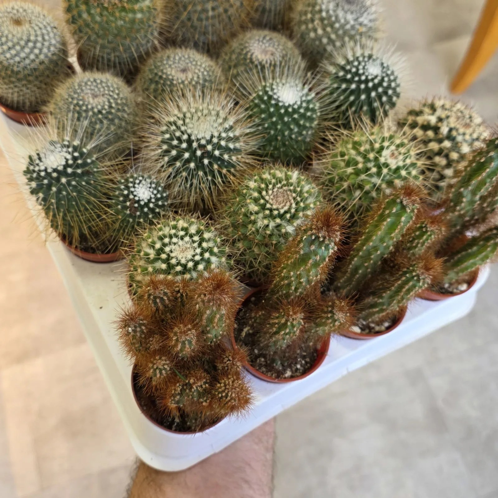 1.5" Cactus Assorted variety plants in small red terracotta pots, overhead view.