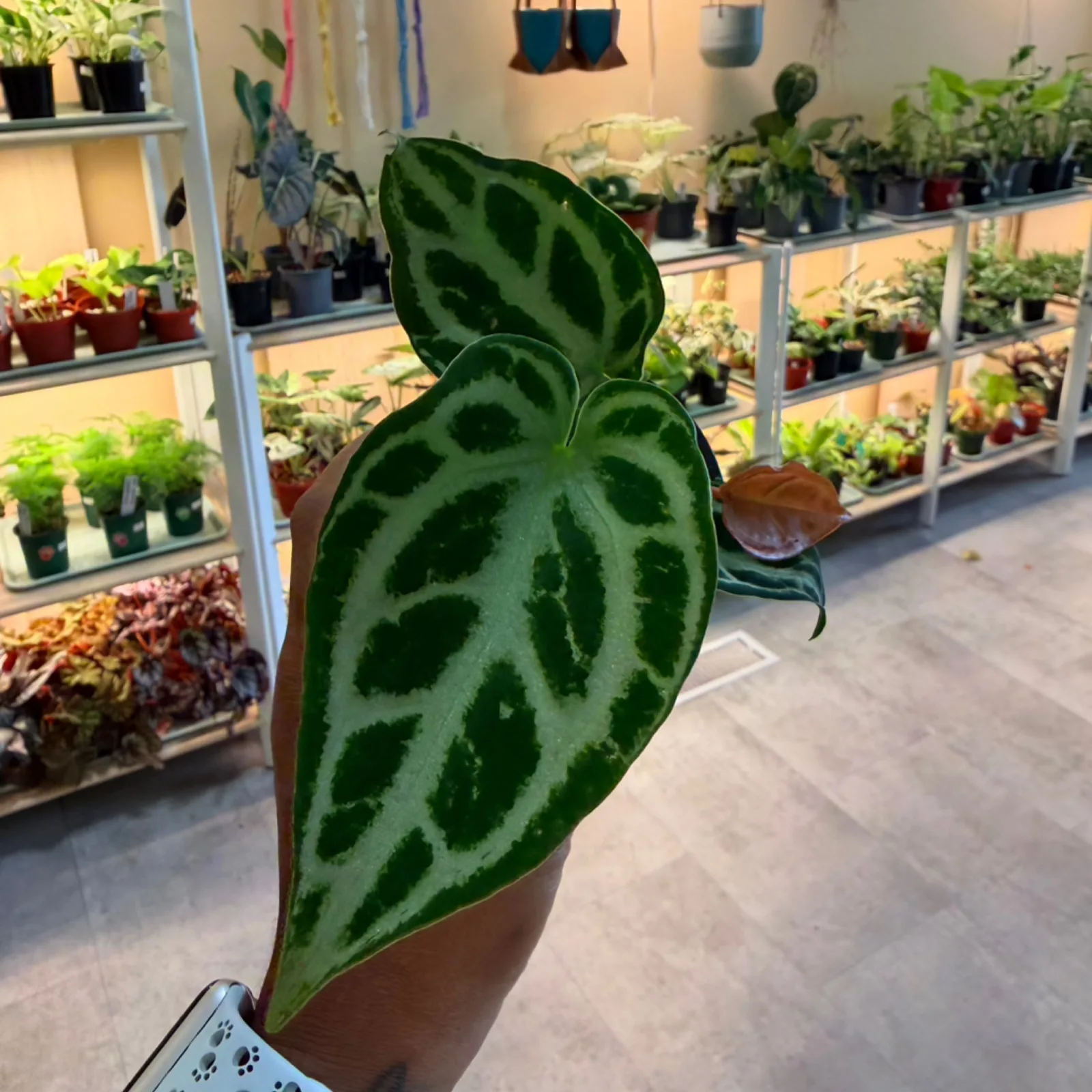 Anthurium 'Silver Blush' with distinctive dark veined leaves in terracotta pot, indoor plant display.