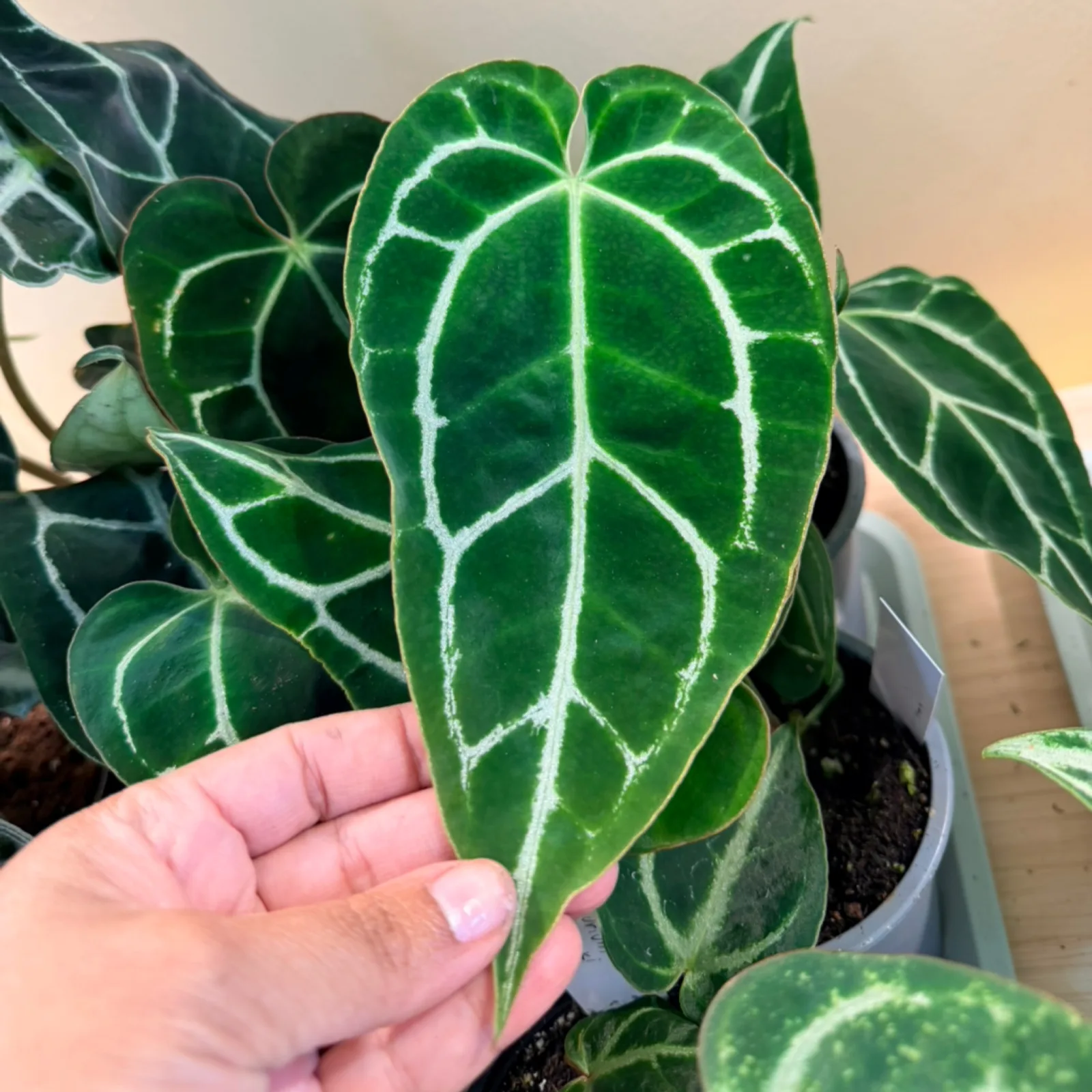 Anthurium Crystallinum Turtle houseplant with white-veined green leaves in gray pot, held in hand.