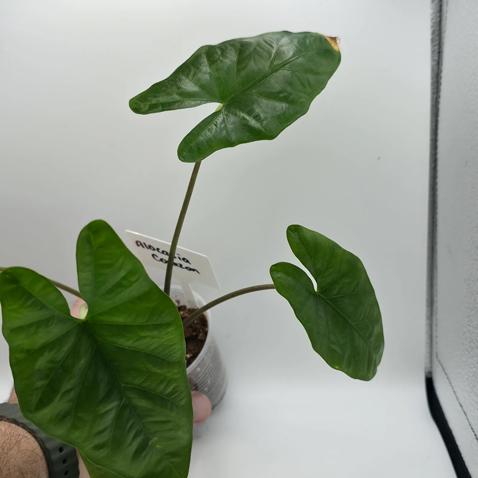 Alocasia Corazon — image 2