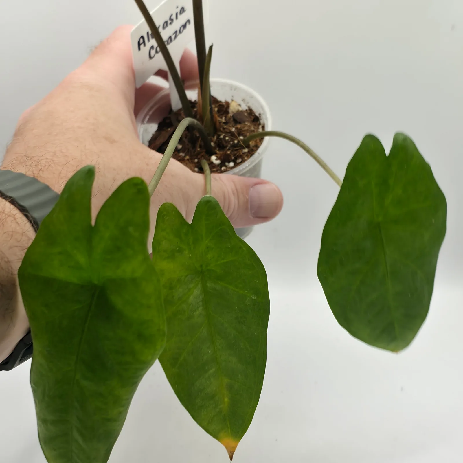 Alocasia Corazon — image 3