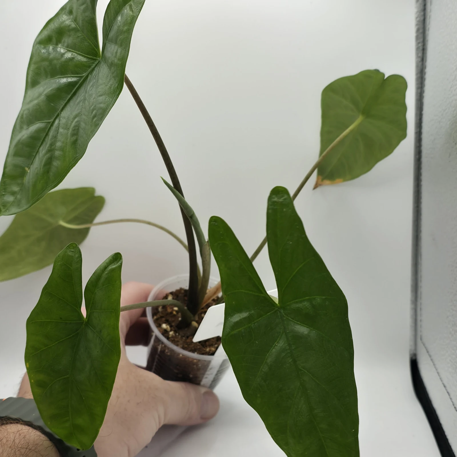 Alocasia Corazon houseplant with heart-shaped green leaves in terracotta pot, hand-held display.