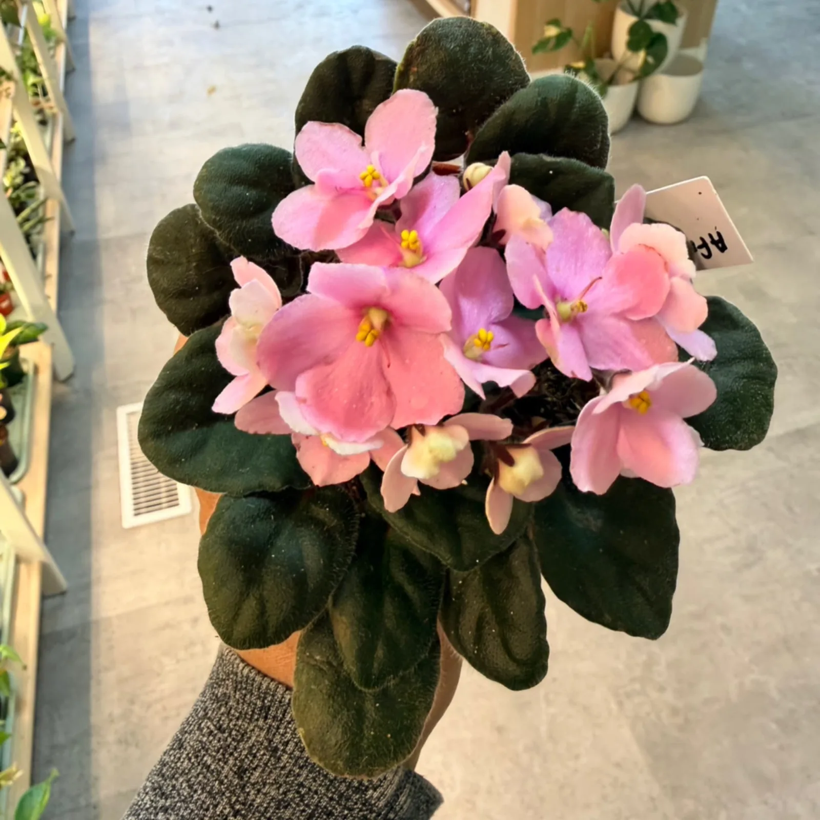 African Violet with pink flowers and dark green fuzzy leaves in gray pot.