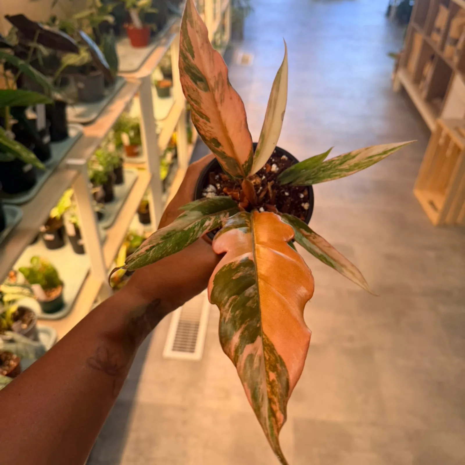Philodendron Caramel Marble with variegated orange and green leaves held in hand indoors.