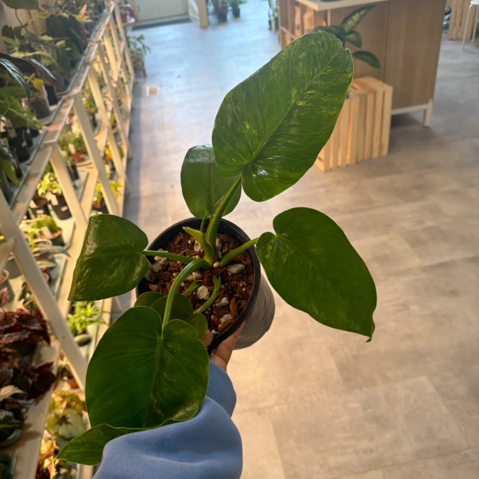 Philodendron Giganteum Blizzard with large green leaves in terracotta pot indoors.