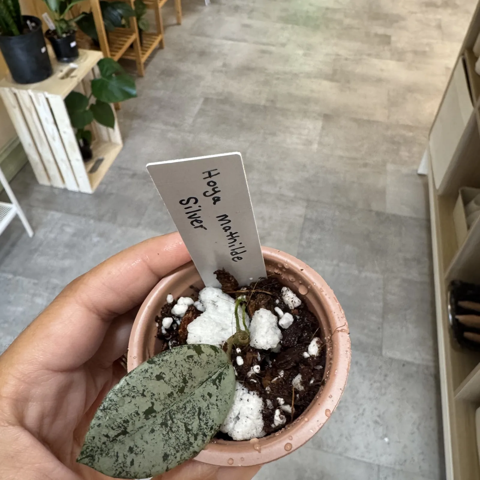 Hoya Mathilde Super Silver in terracotta pot with labeled plant marker indoors.