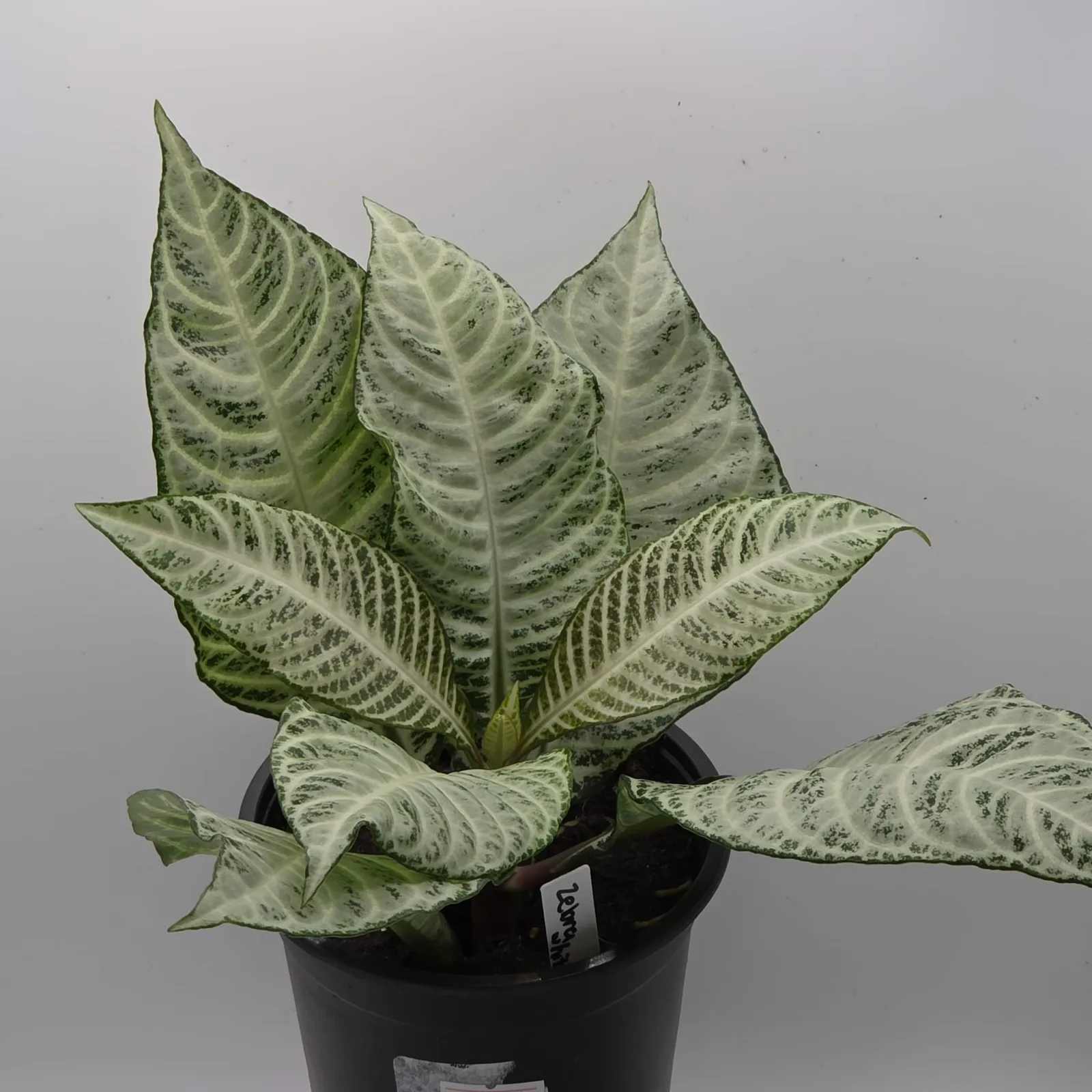 Zebra Plant White Snow — image 2