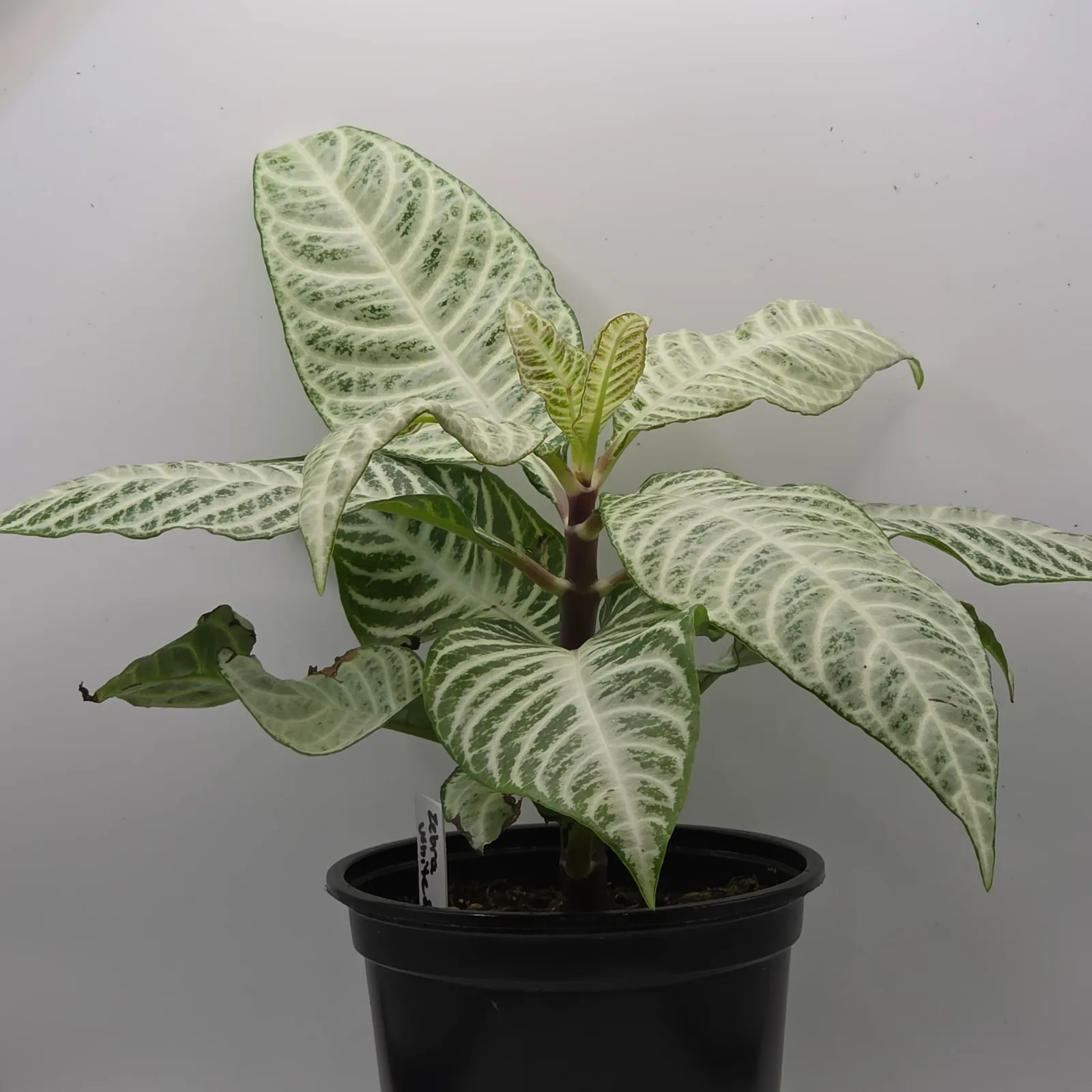 Zebra Plant White Snow — image 3