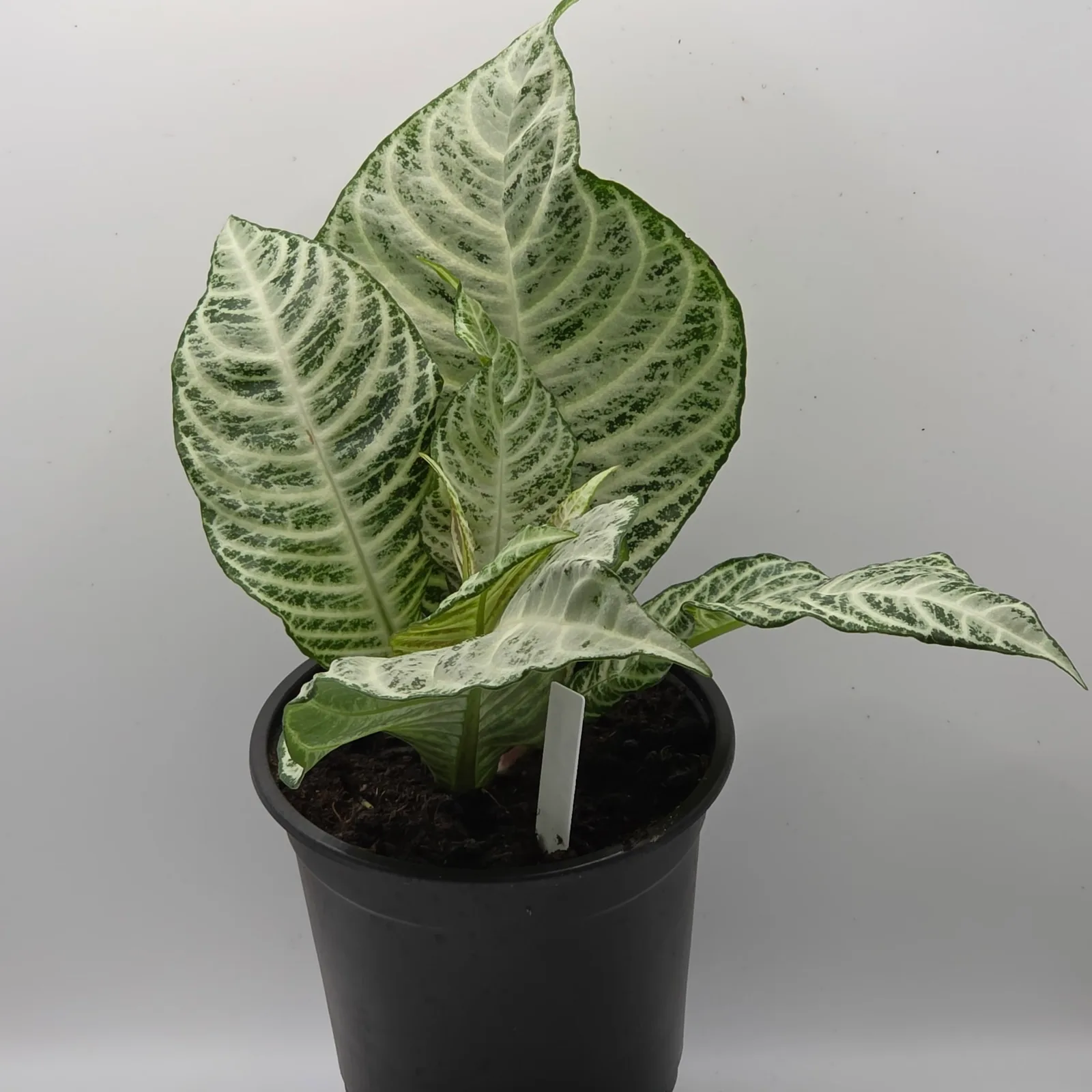 Zebra Plant White Snow — image 4