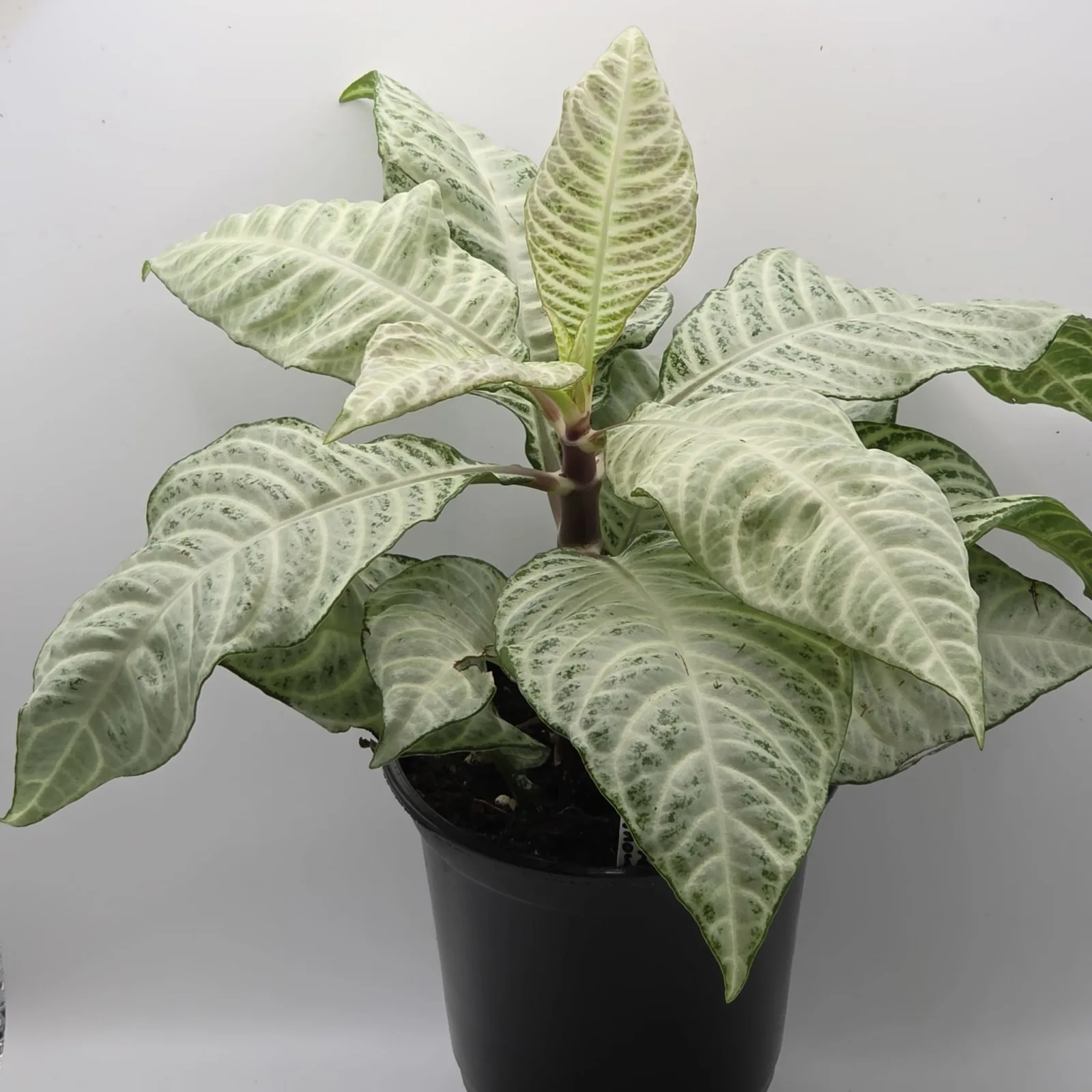 Zebra Plant White Snow with variegated white and green leaves in black pot.