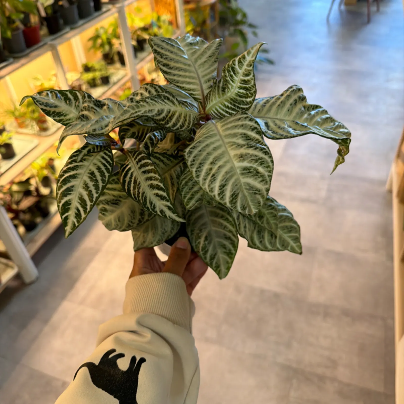 Zebra Plant White Snow with variegated green and white striped leaves in brown pot.