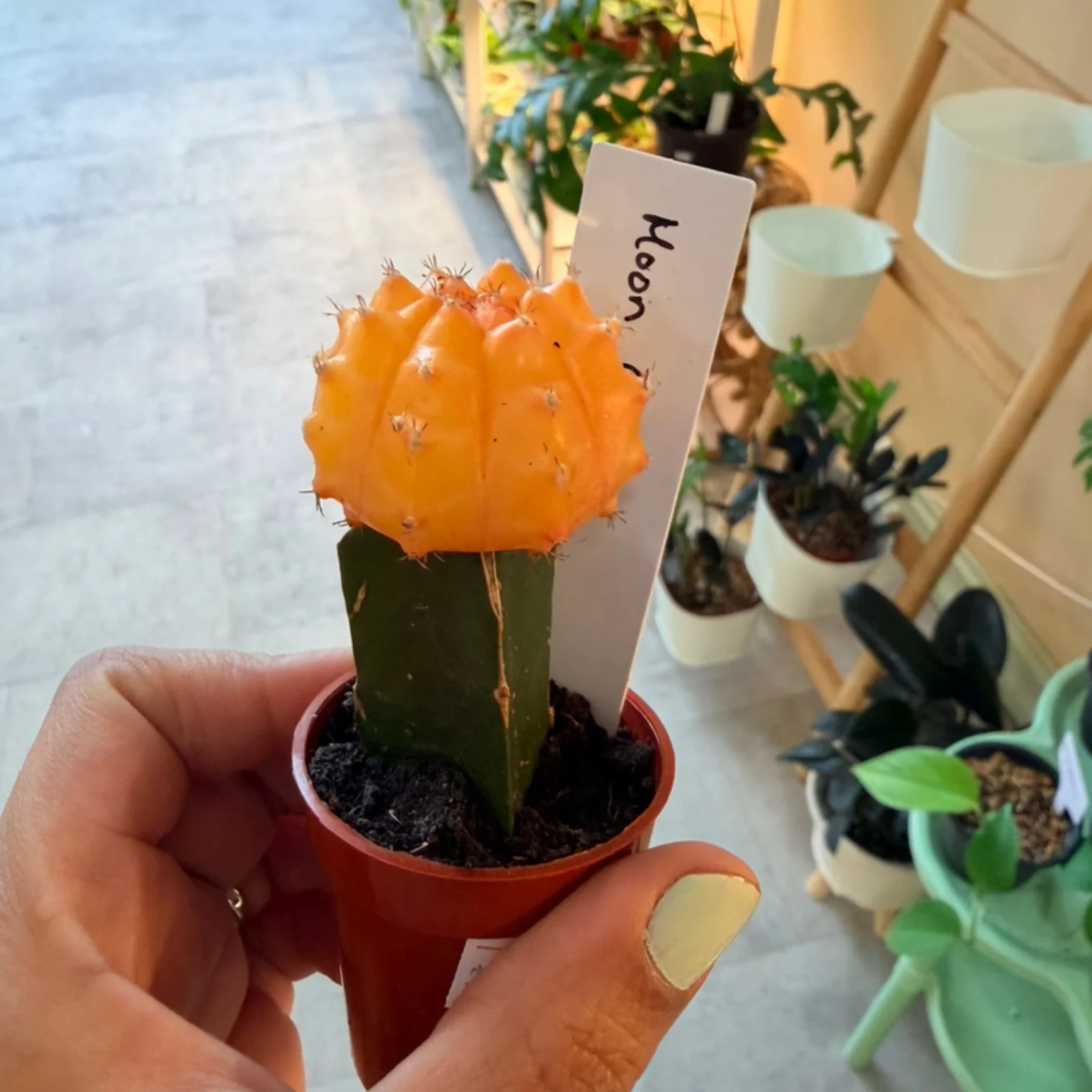 Moon Cactus with bright orange bulbous top in small red terracotta pot, held in hand.