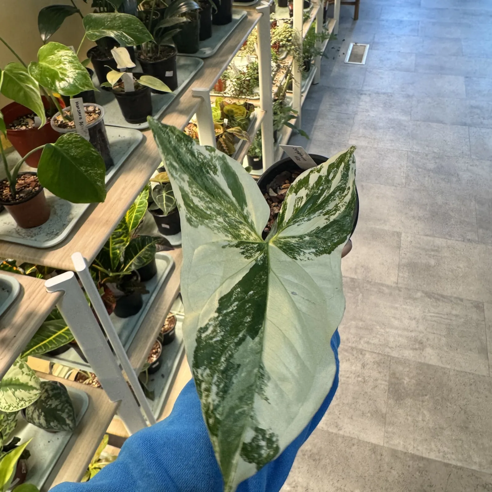 Syngonium Albo with white and green variegated leaves in black plastic pot on shelf