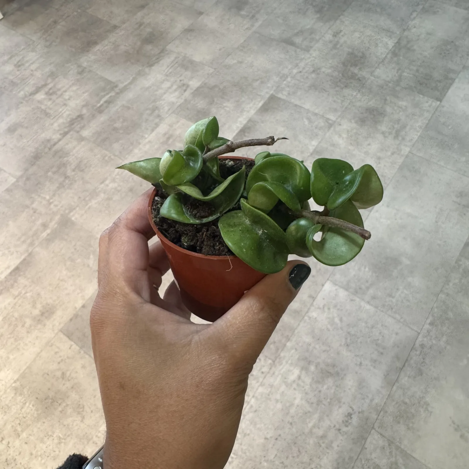 Hoya Compacta succulent plant with waxy green leaves in small terracotta pot