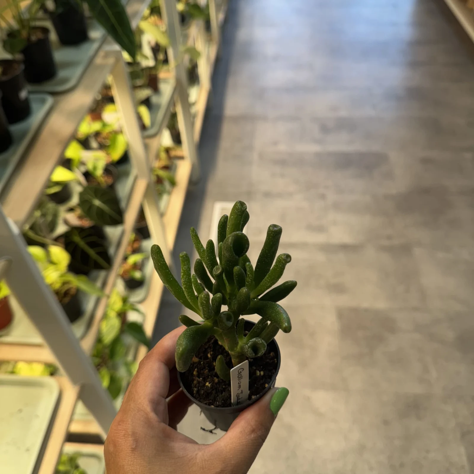 Jade plant with thick green oval leaves held in hand, indoor houseplant.