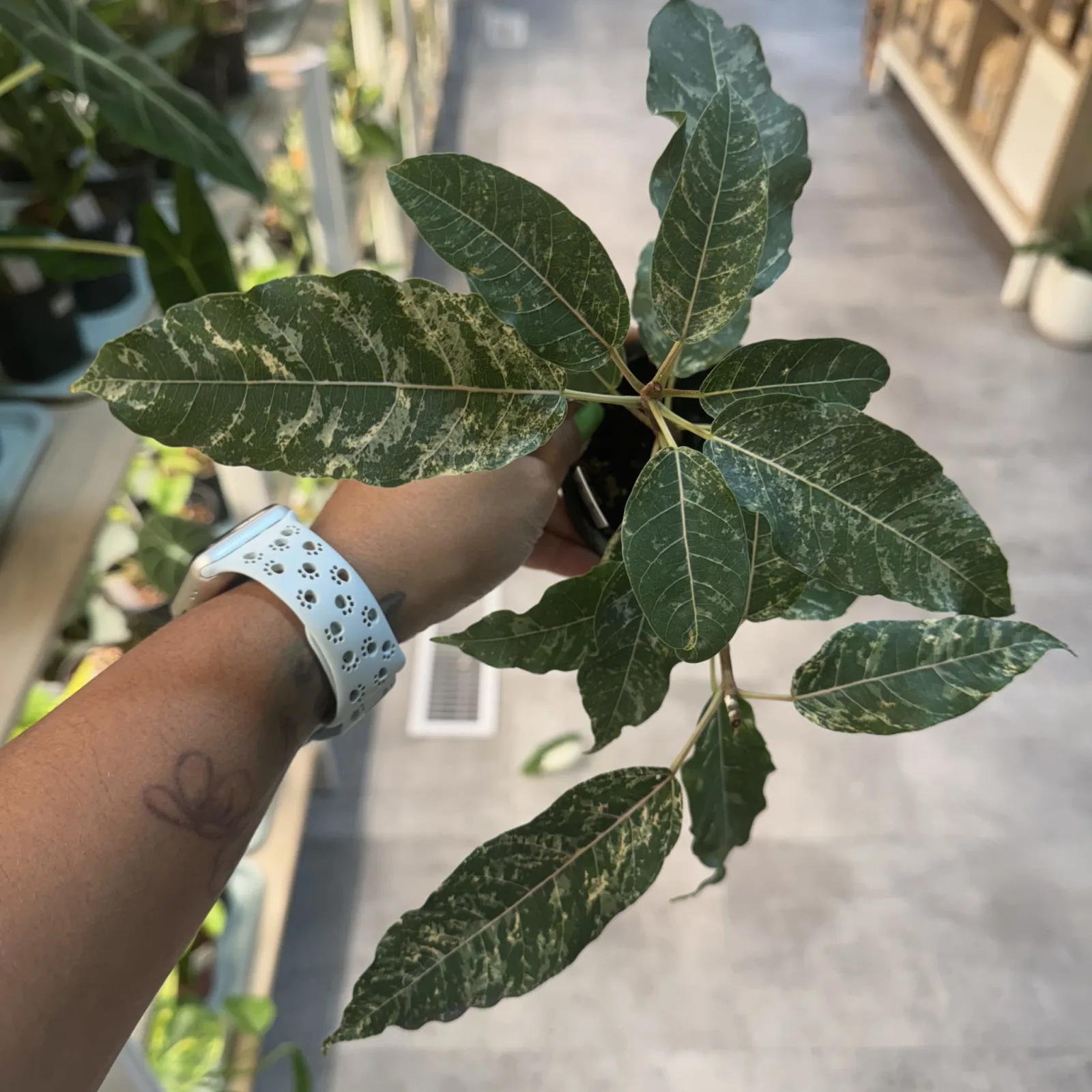 Ficus Aspera houseplant with variegated green leaves held in hand outdoors.