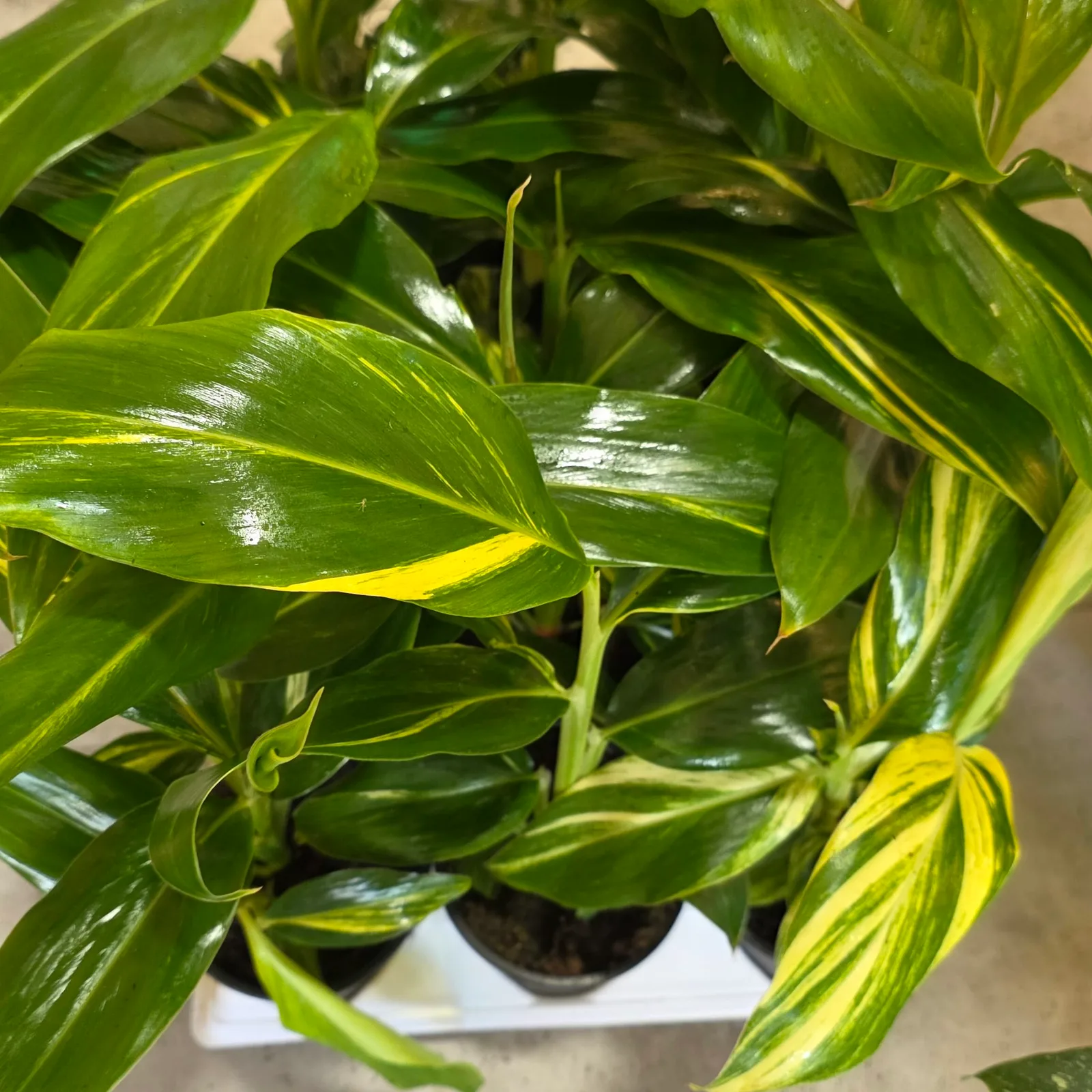Ginger Variegated — image 2