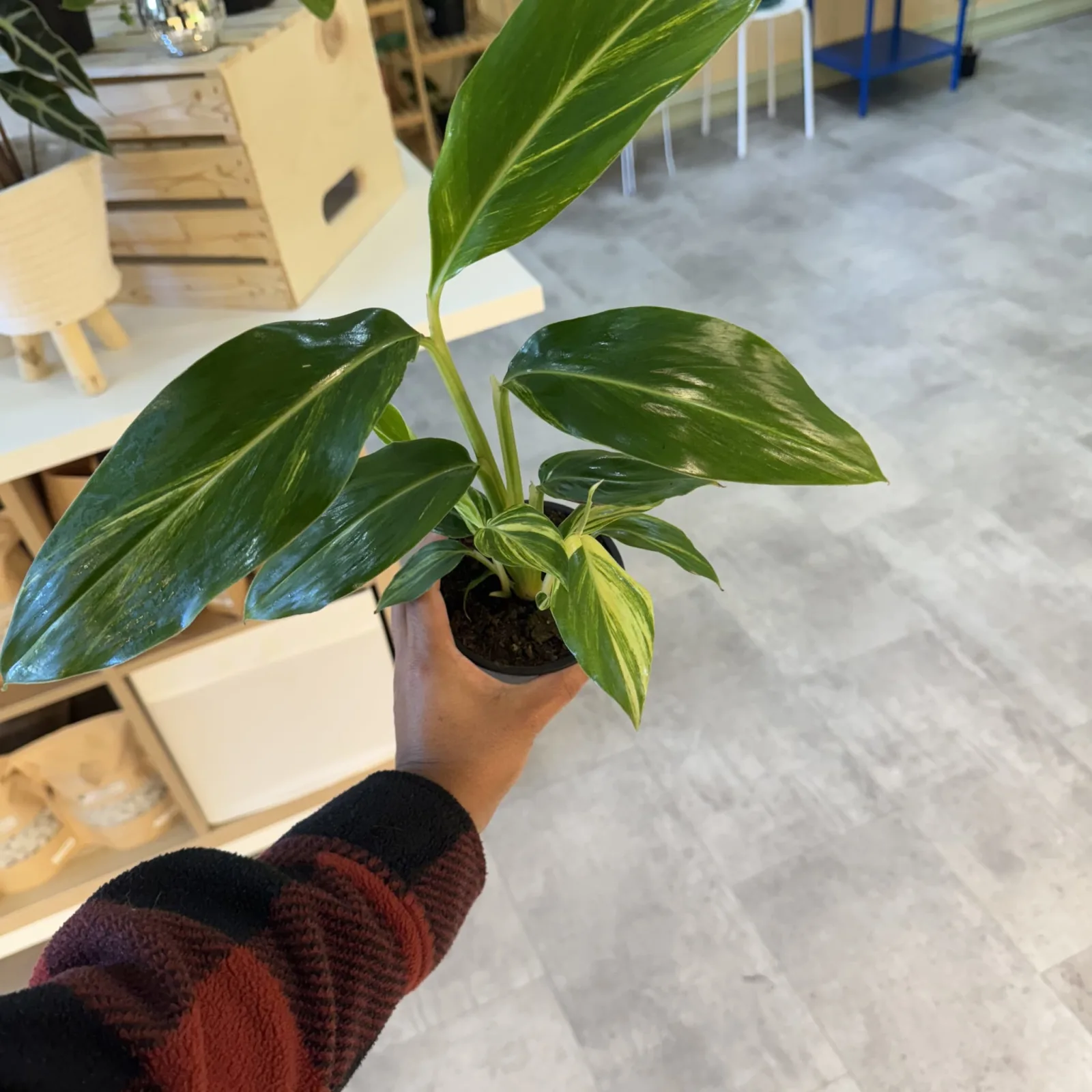 Ginger Variegated houseplant with striped green leaves in small black pot, held in hand.