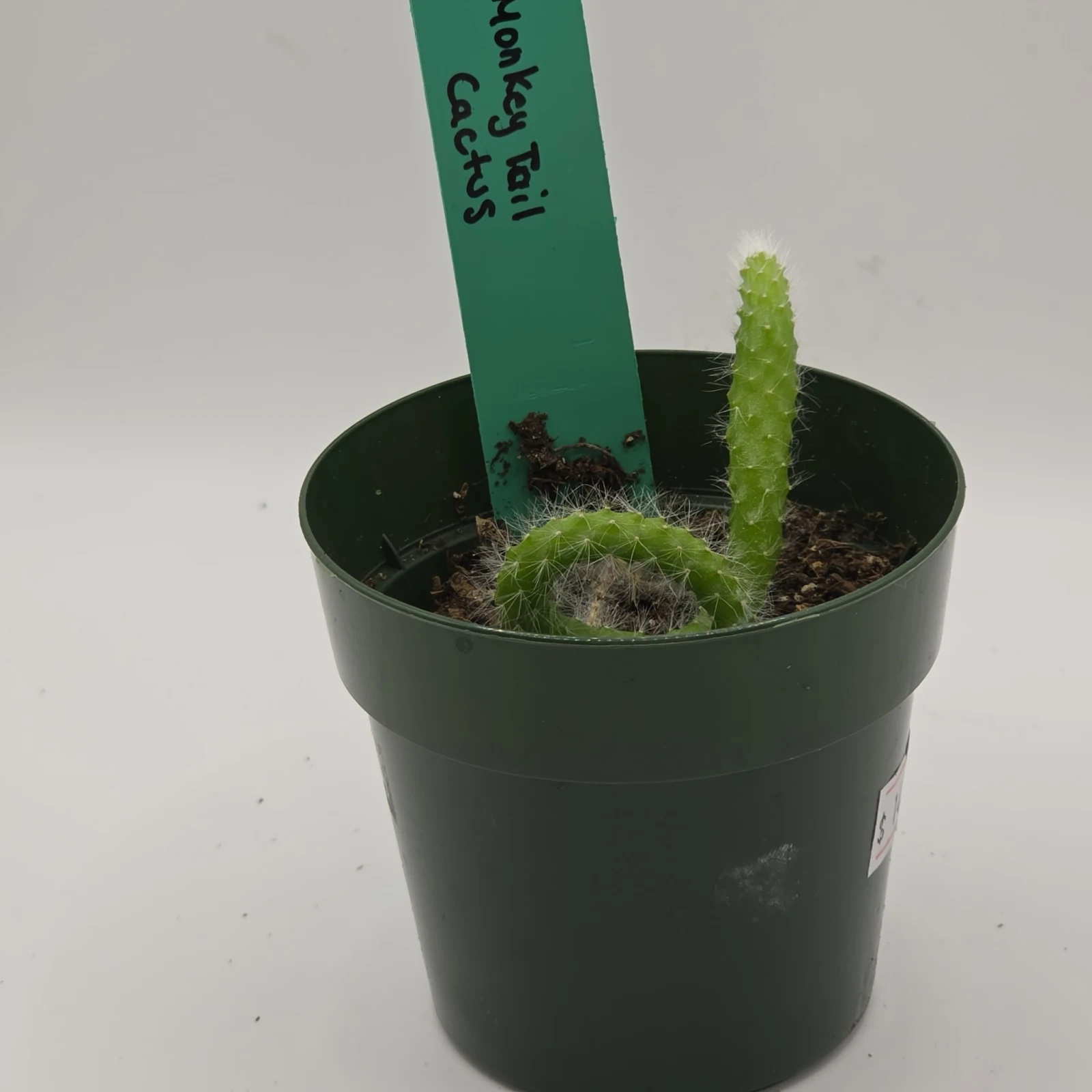 Monkey Tail Cactus in clear plastic pot with soil and dried debris visible.