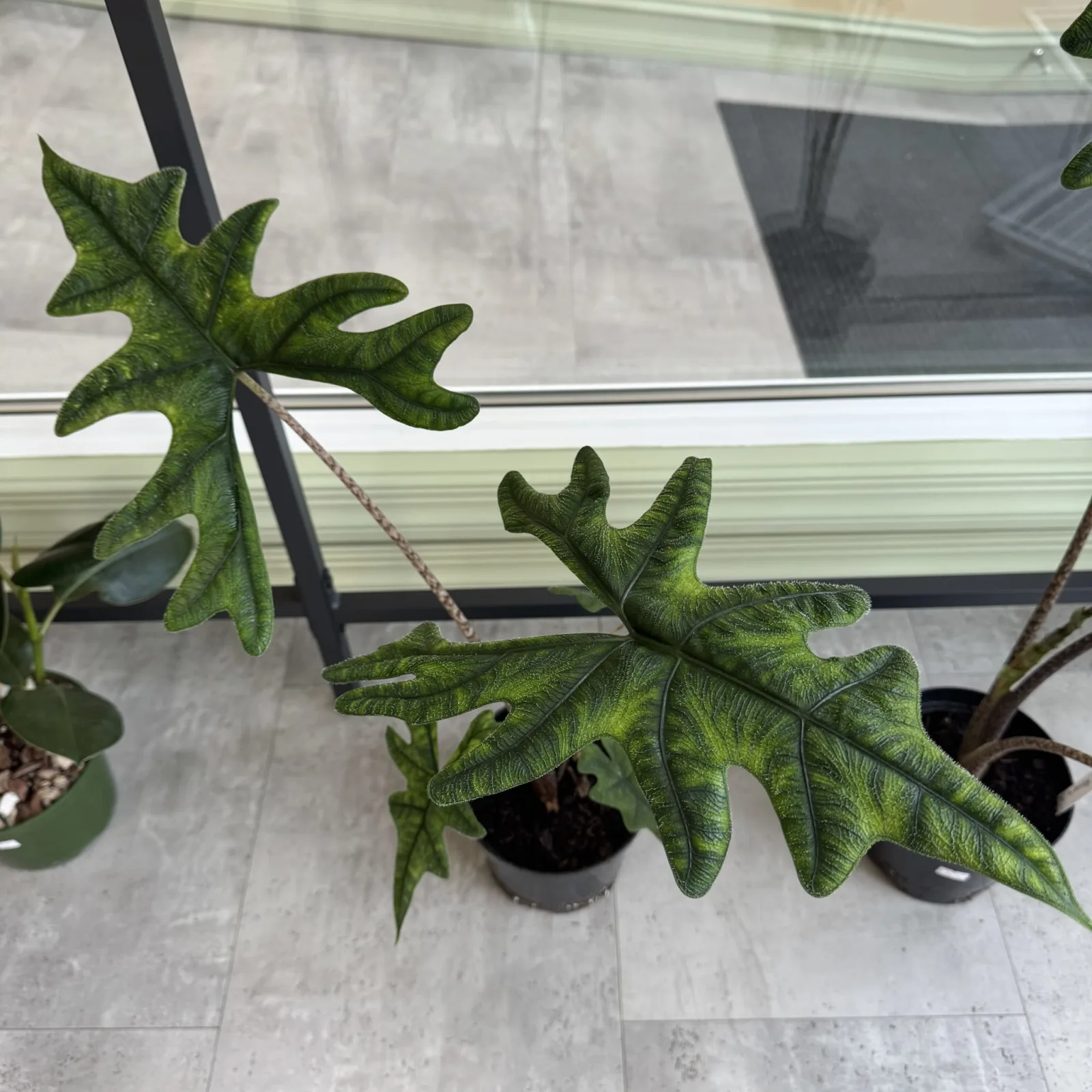 Alocasia Jacklyn houseplant with deeply lobed green leaves in small black pot.