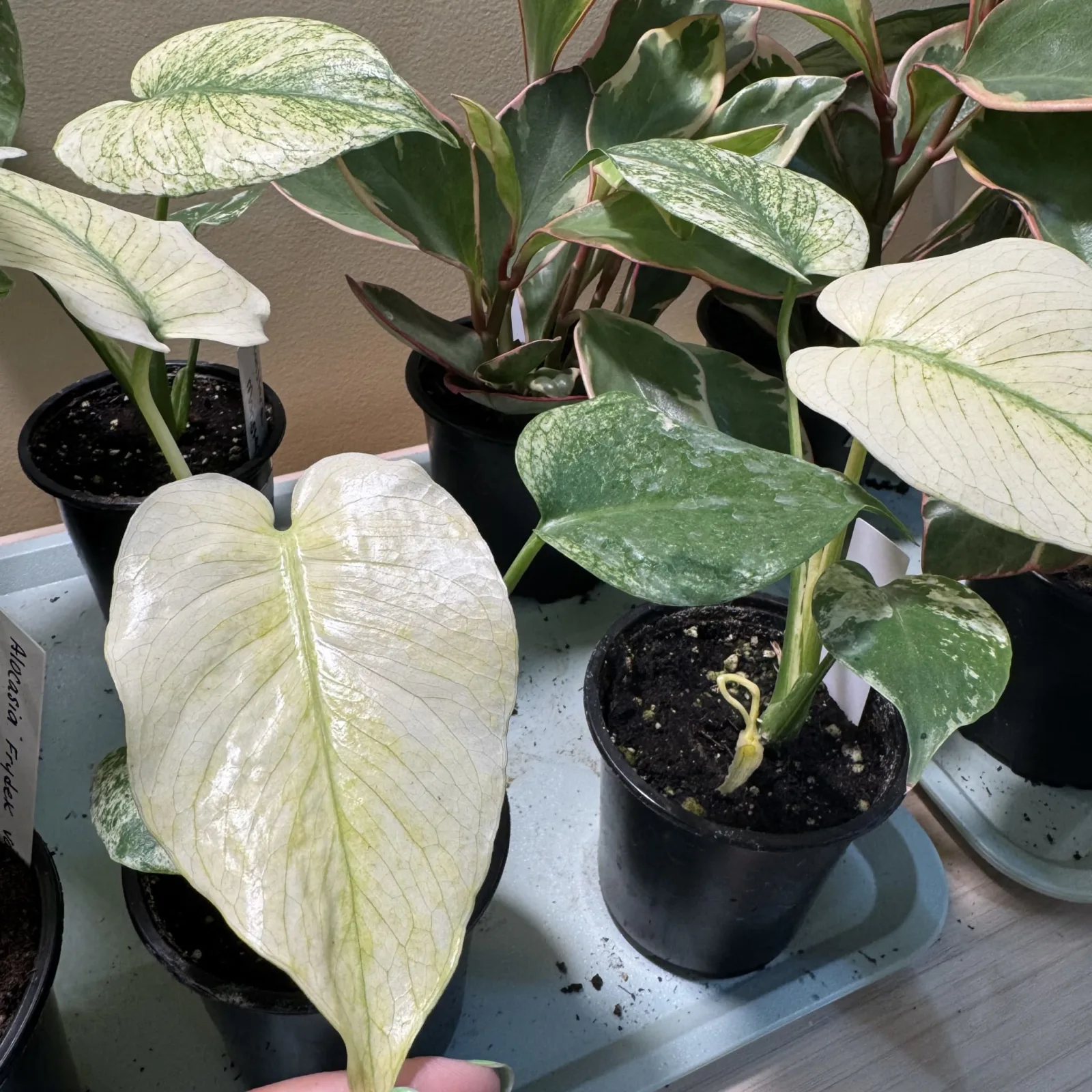 Monstera White Monster houseplant with variegated white and green leaves in black pot.