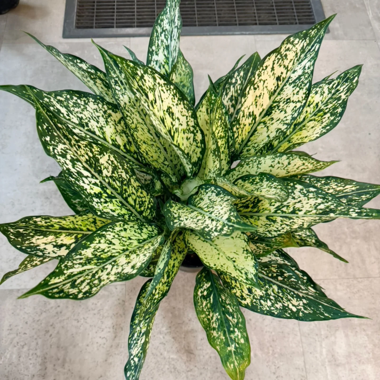 Aglaonema