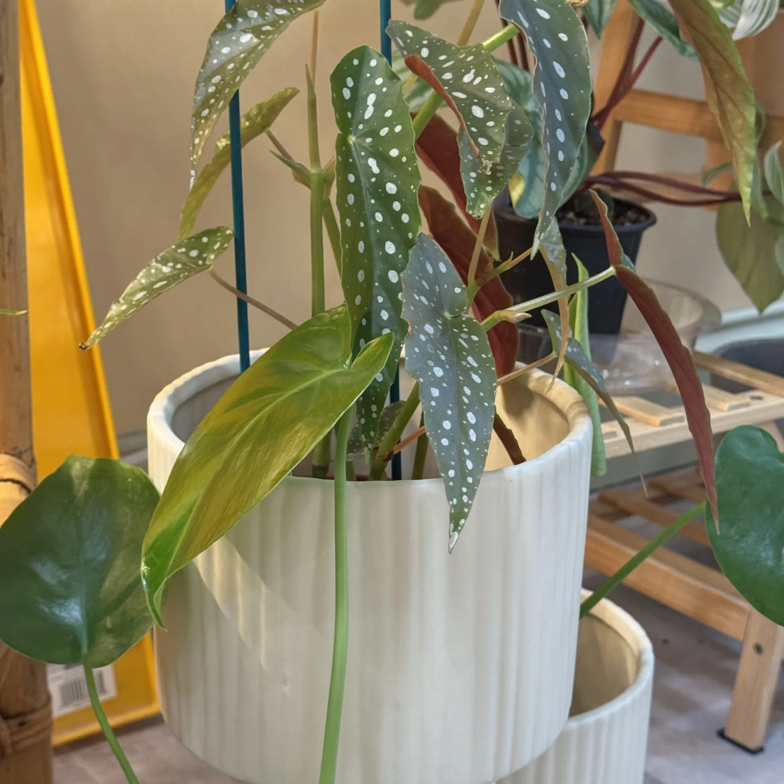 Begonia Maculata with spotted silver-green leaves in white ribbed ceramic pot