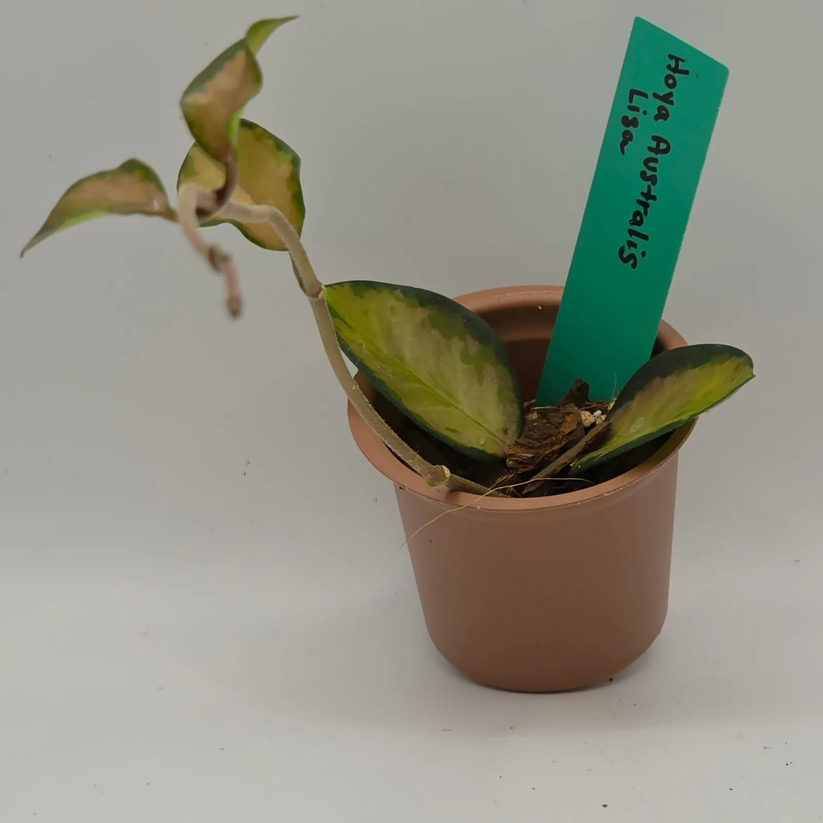 Hoya Australis Lisa — image 2