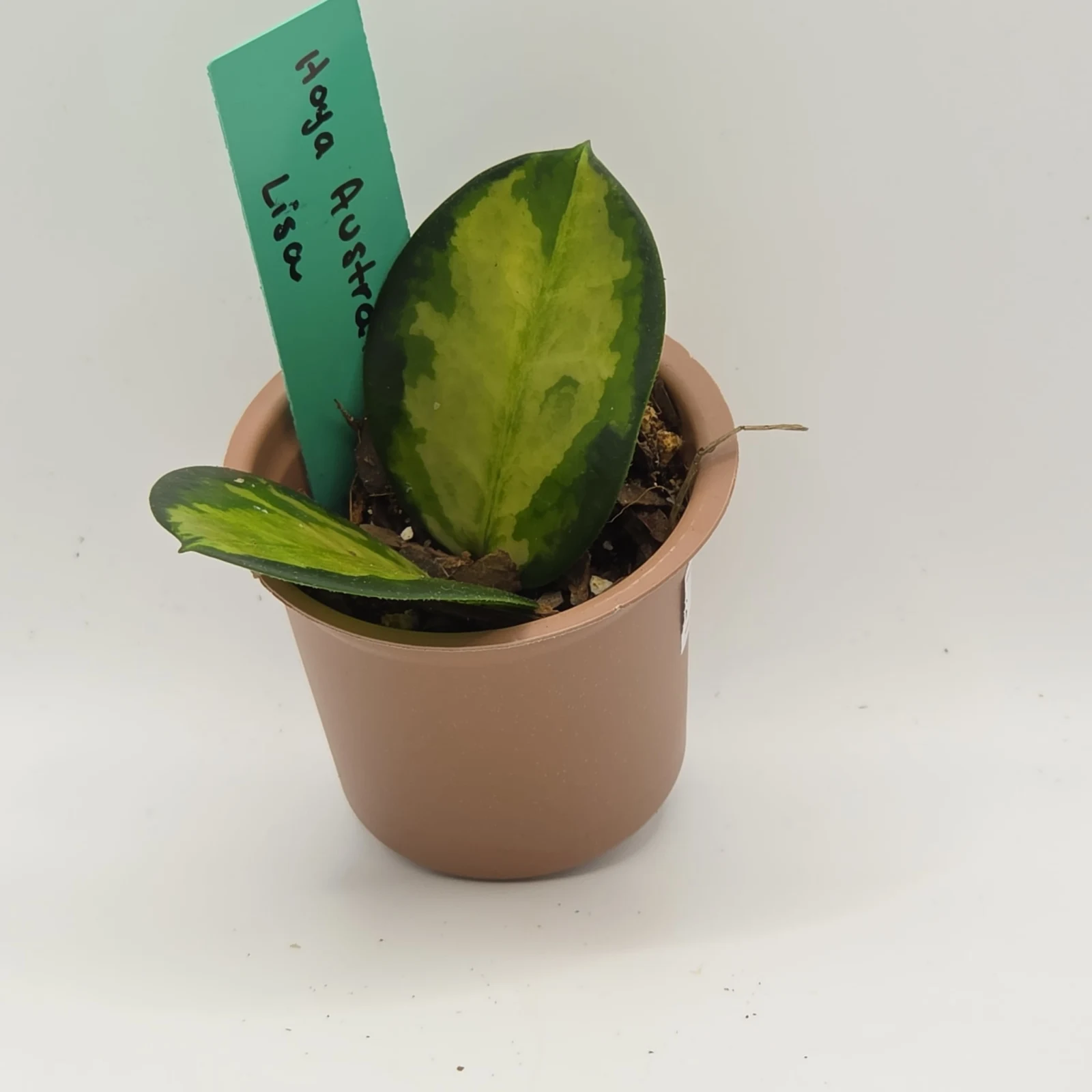 Hoya Australis Lisa houseplant in beige pot with care label, green waxy leaves.