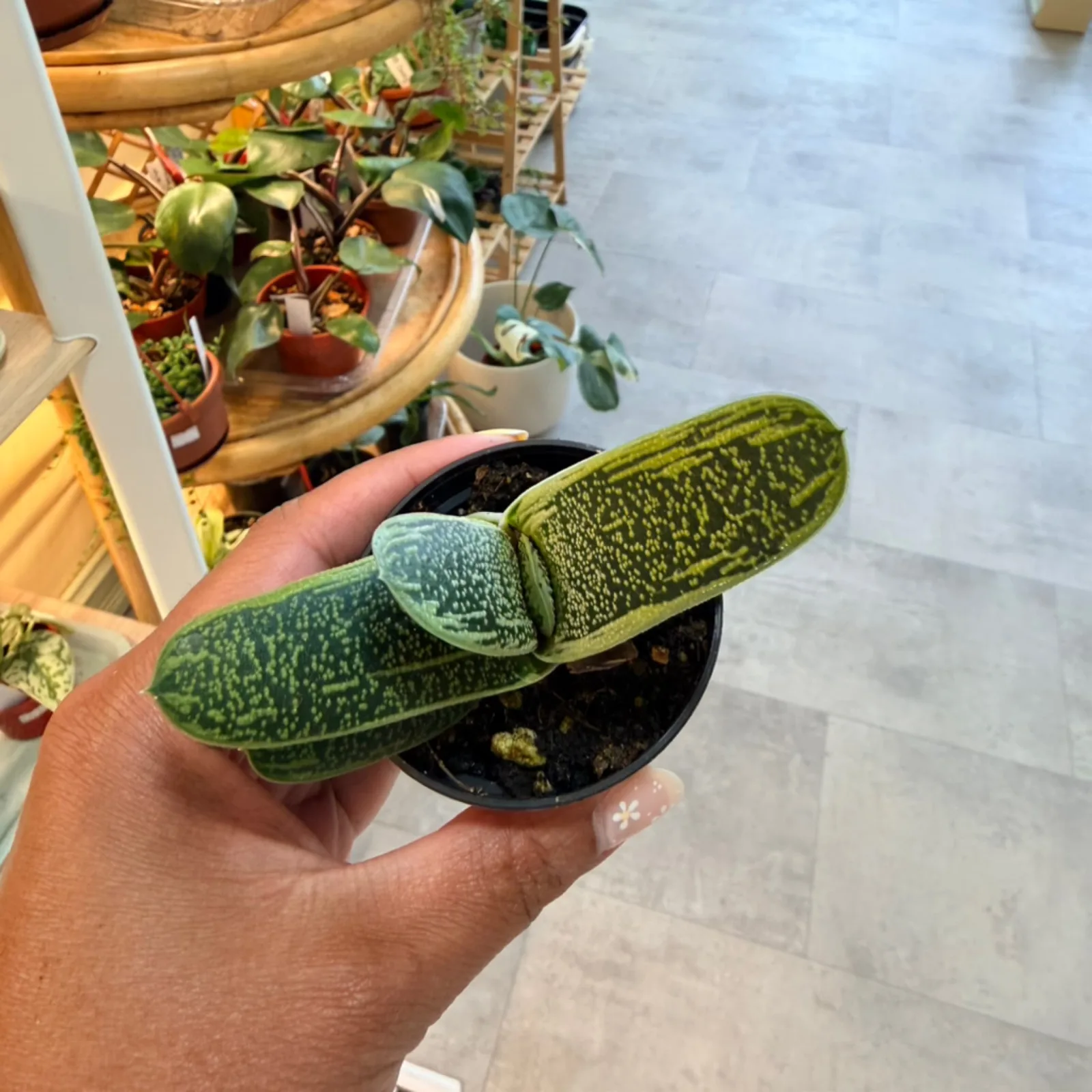 Gasteria Little Warty succulent with textured green leaves in small black pot, held in hand.