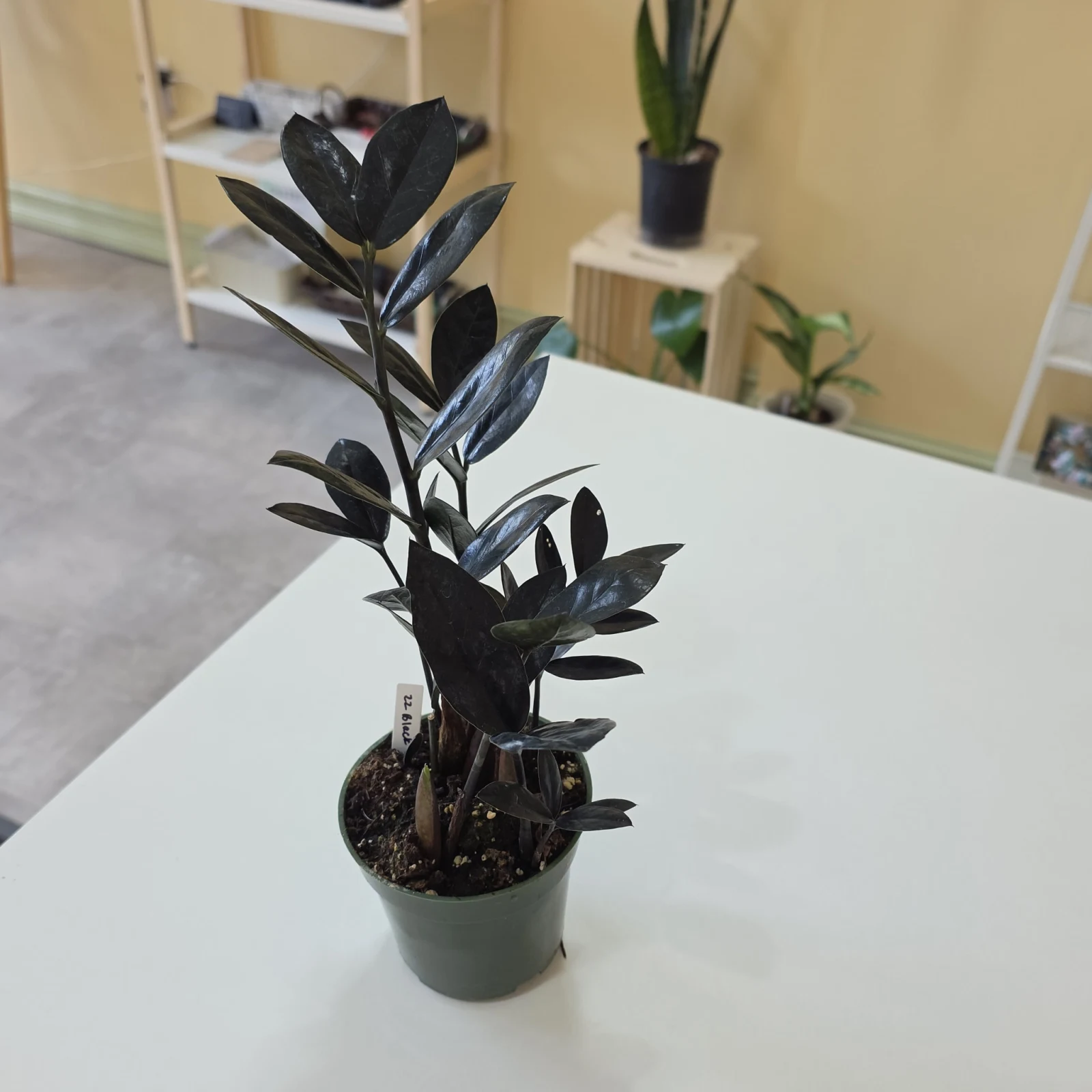 ZZ Raven houseplant with dark purple-black foliage in small gray pot on white surface