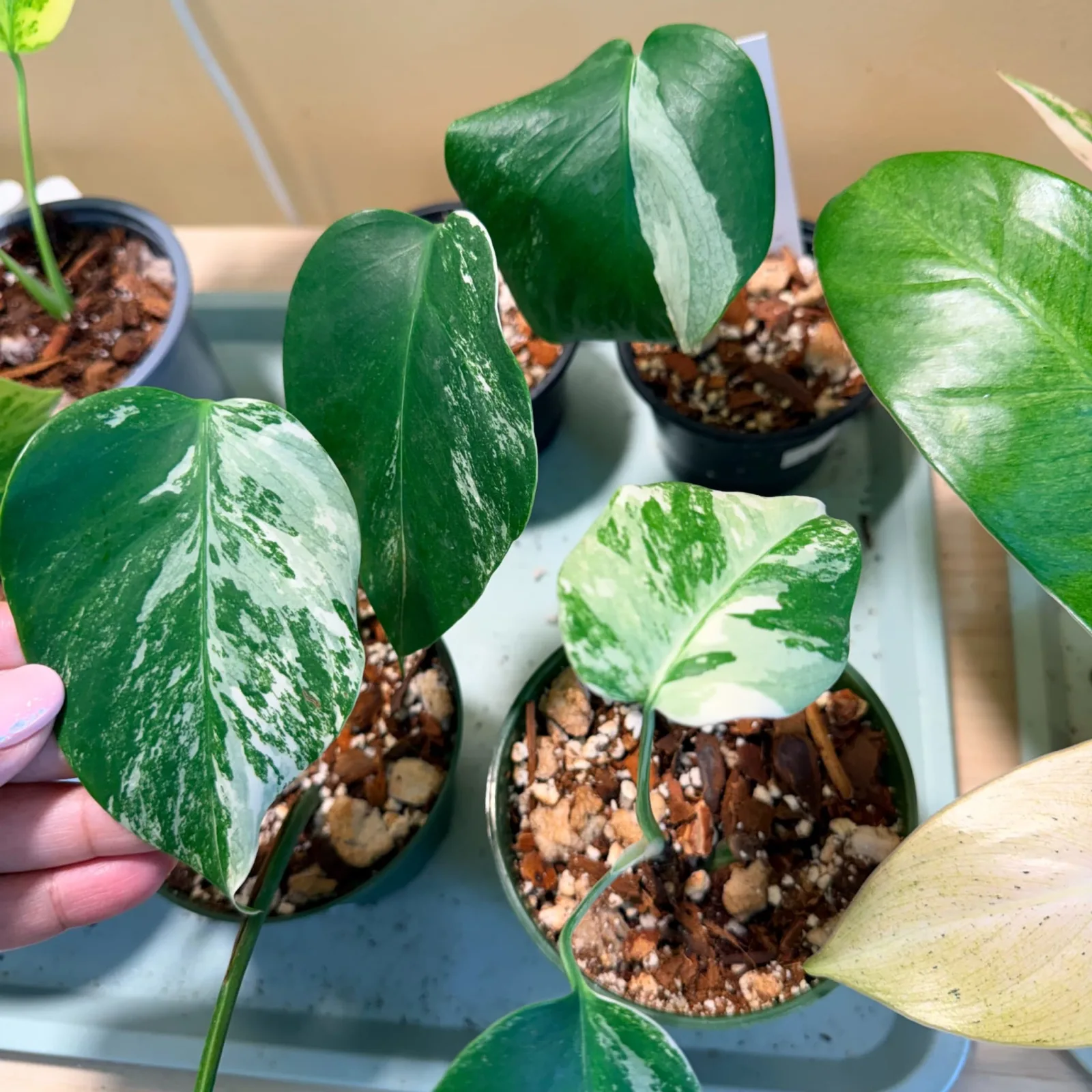 Monstera Albo Babies with variegated green and white leaves in small terracotta pots.