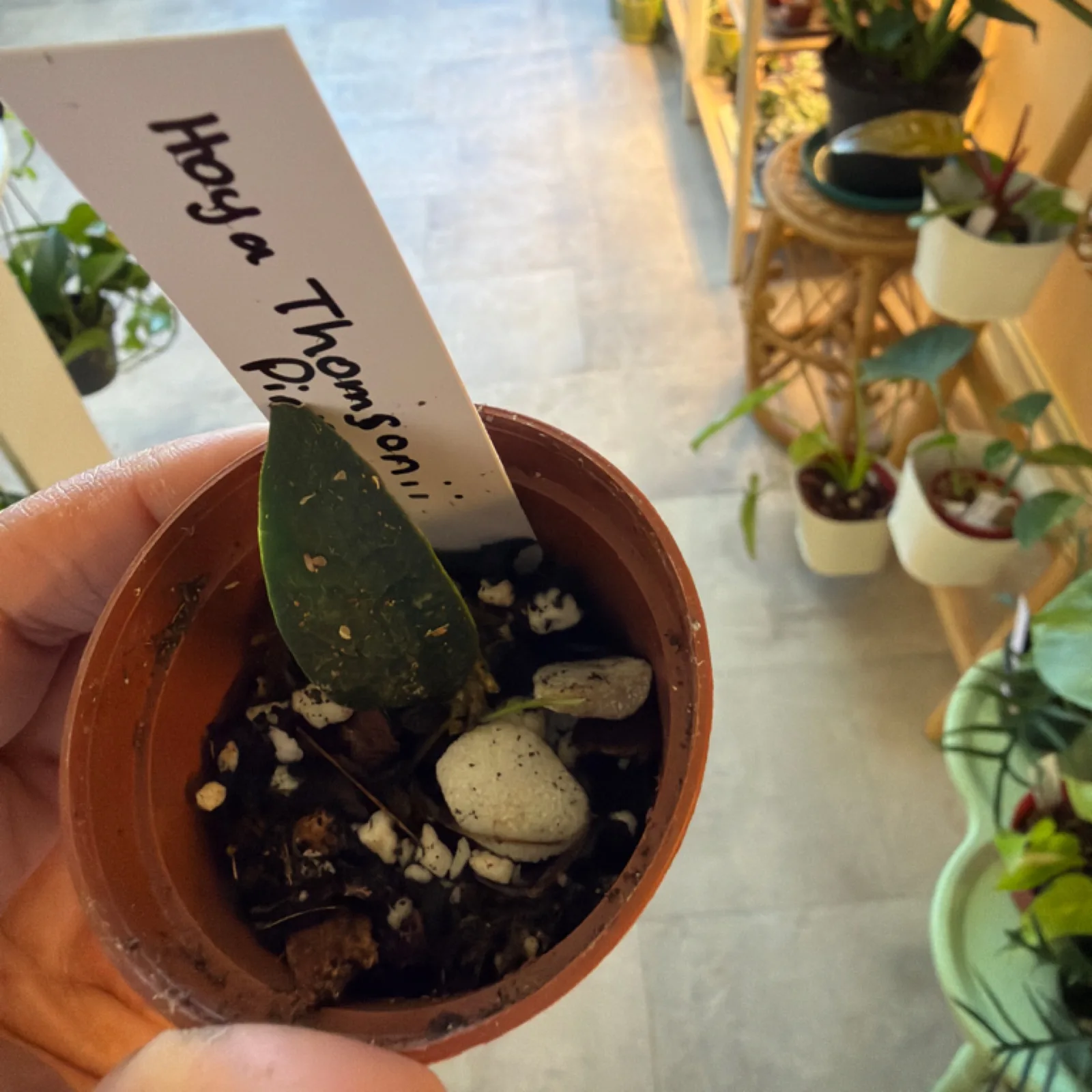 Hoya thomsonii 'Pink' small plant in terracotta pot with care label.