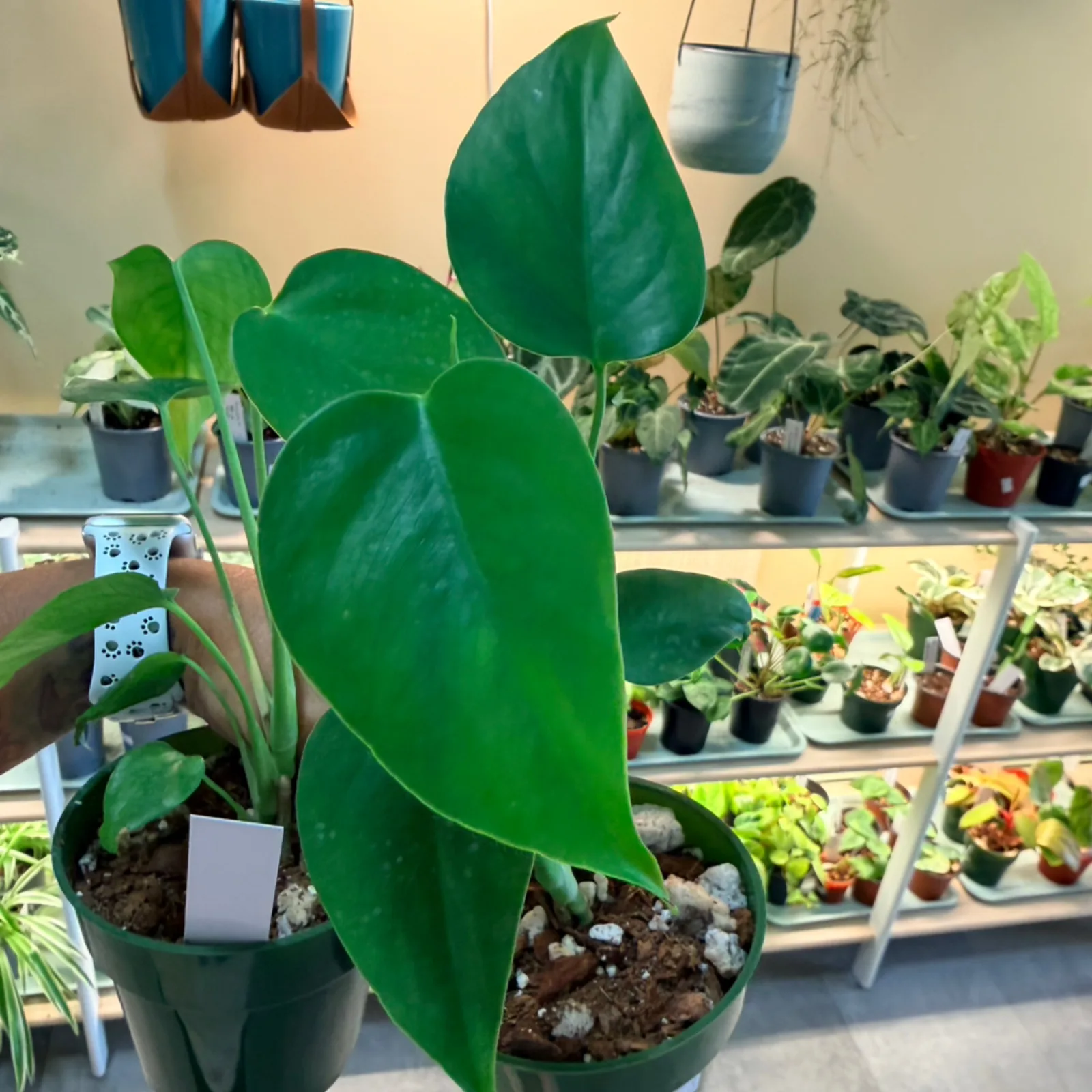 Monstera Sierrana with large green leaves in gray pot on plant shelf