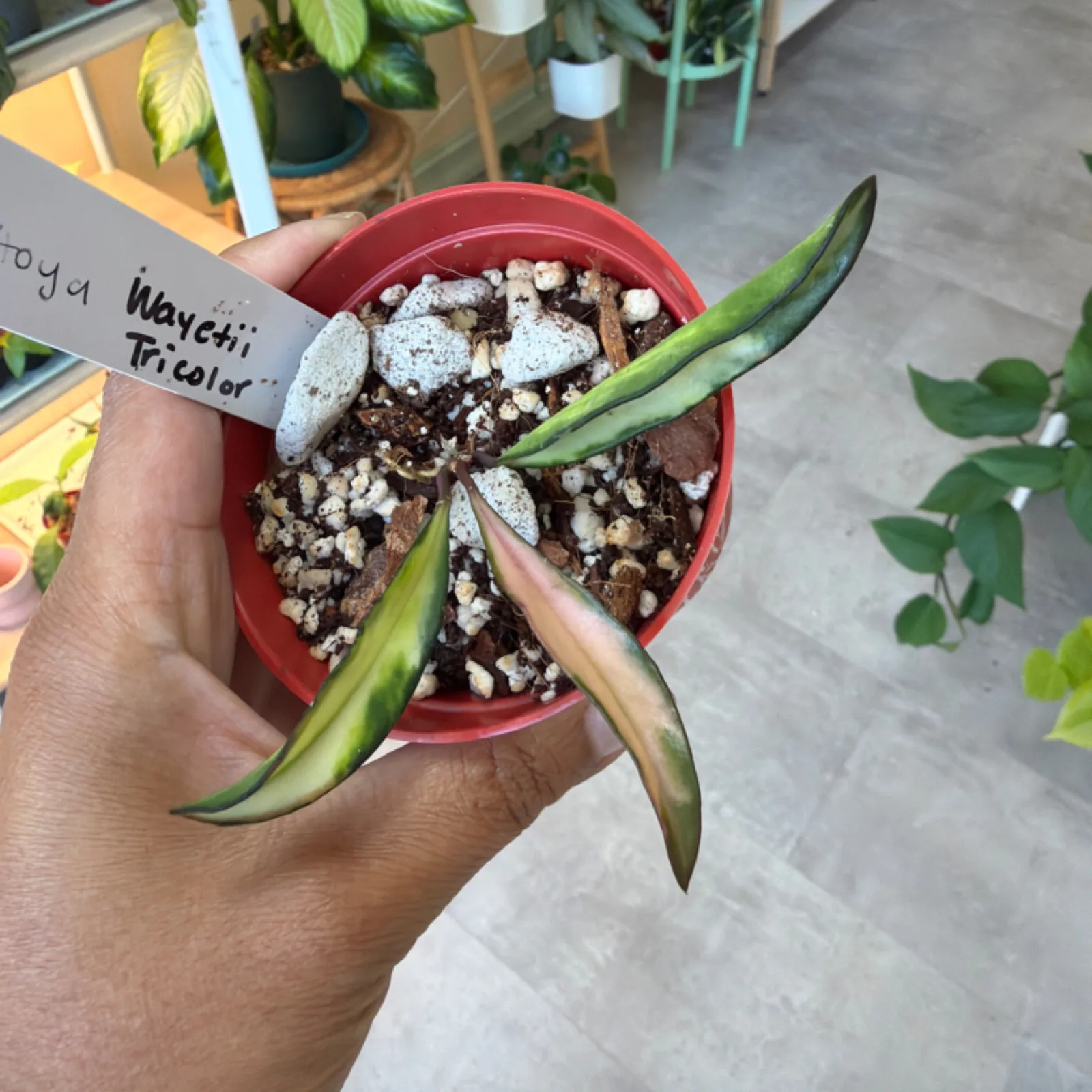 Hoya Wayetii Tricolor succulent in red pot with variegated leaves held in hand.