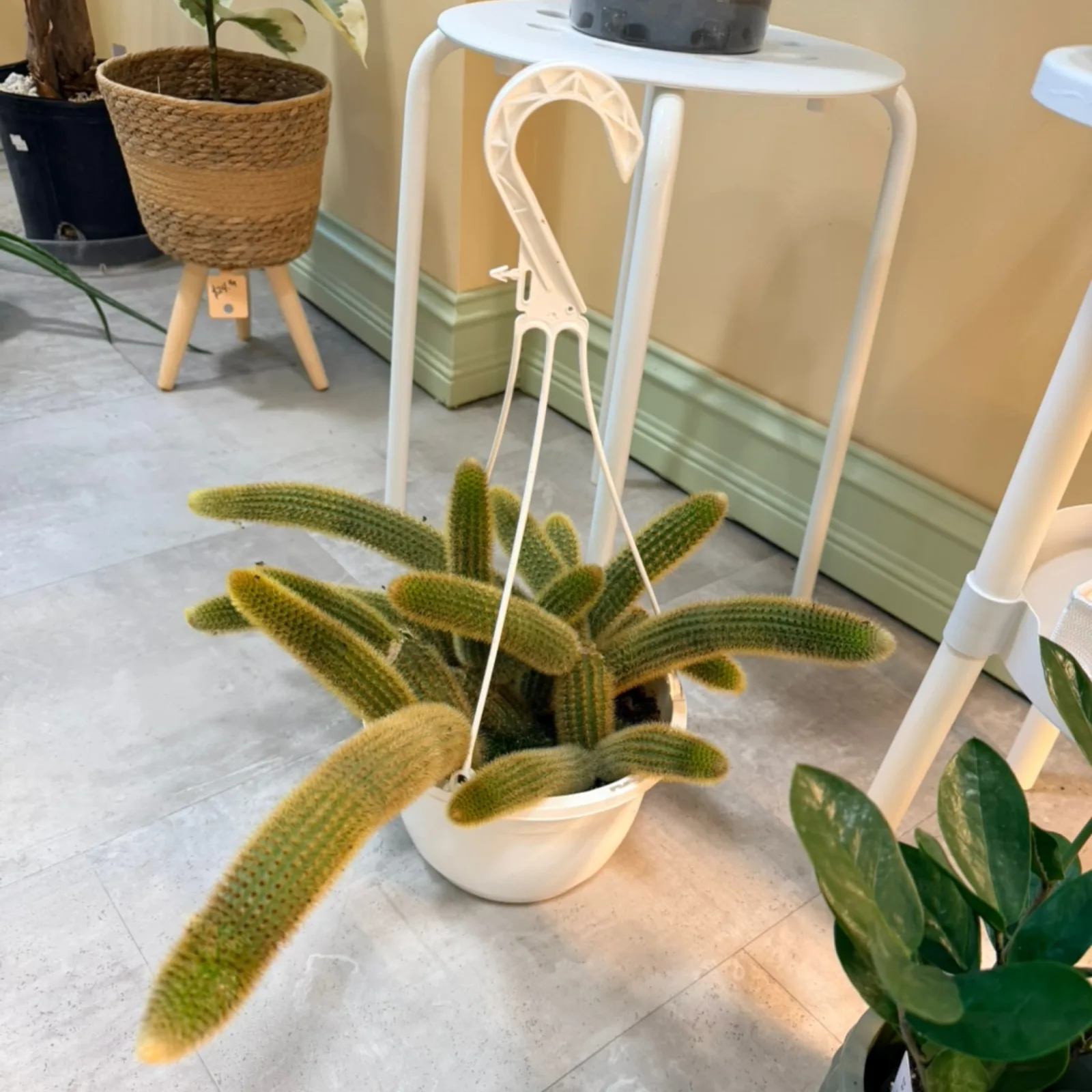 Golden Monkey Tail Cactus in white hanging basket with cascading fuzzy green stems.