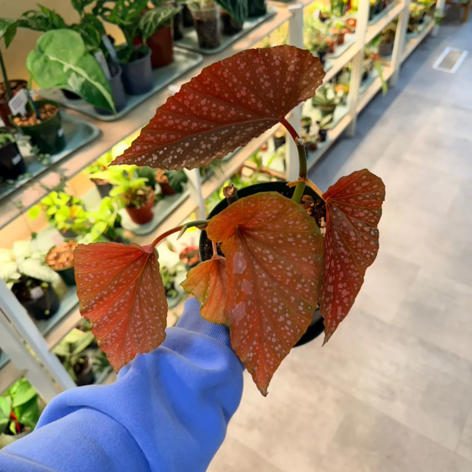 Begonia Lucerna with red spotted leaves held in hand at plant nursery