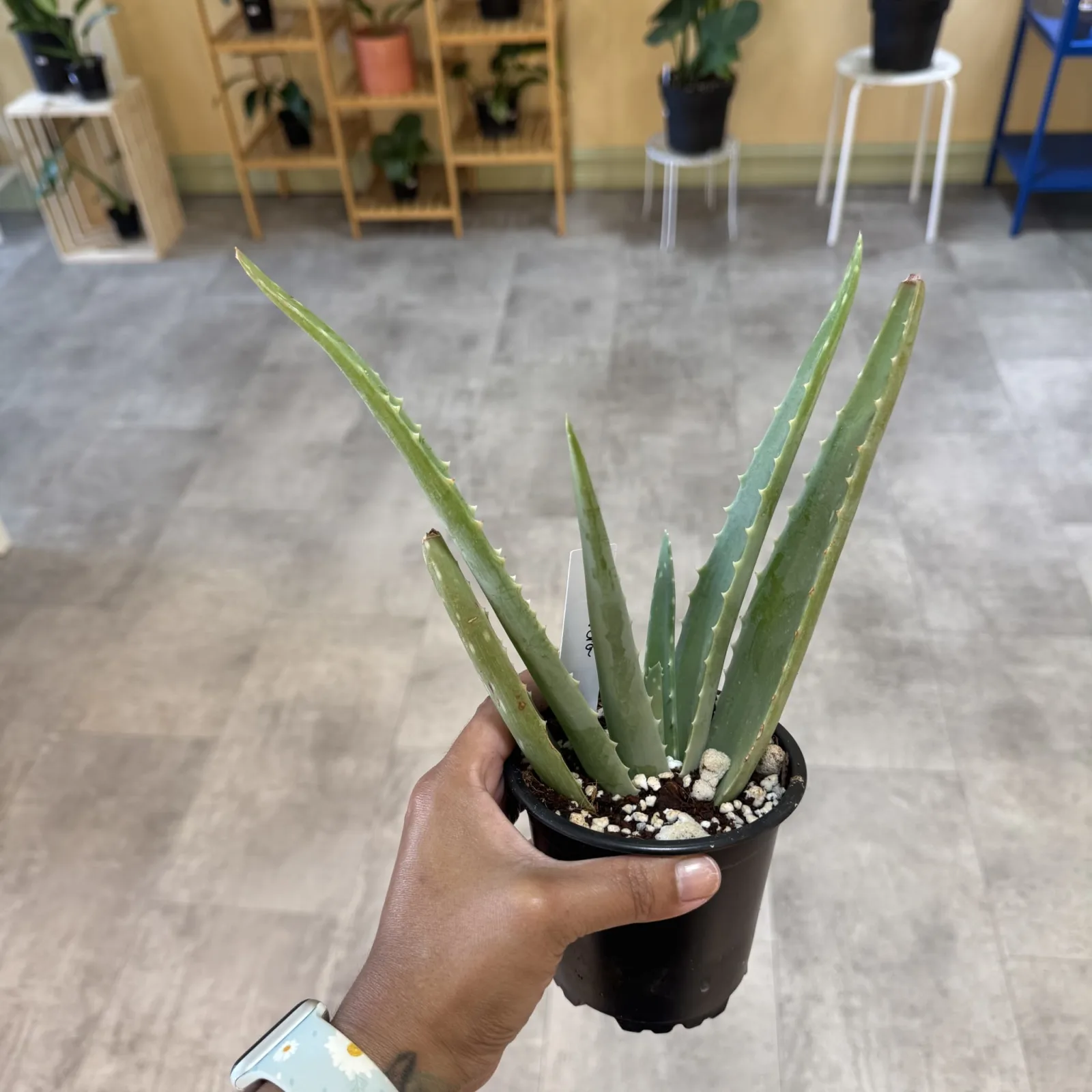 Aloe Vera — image 2