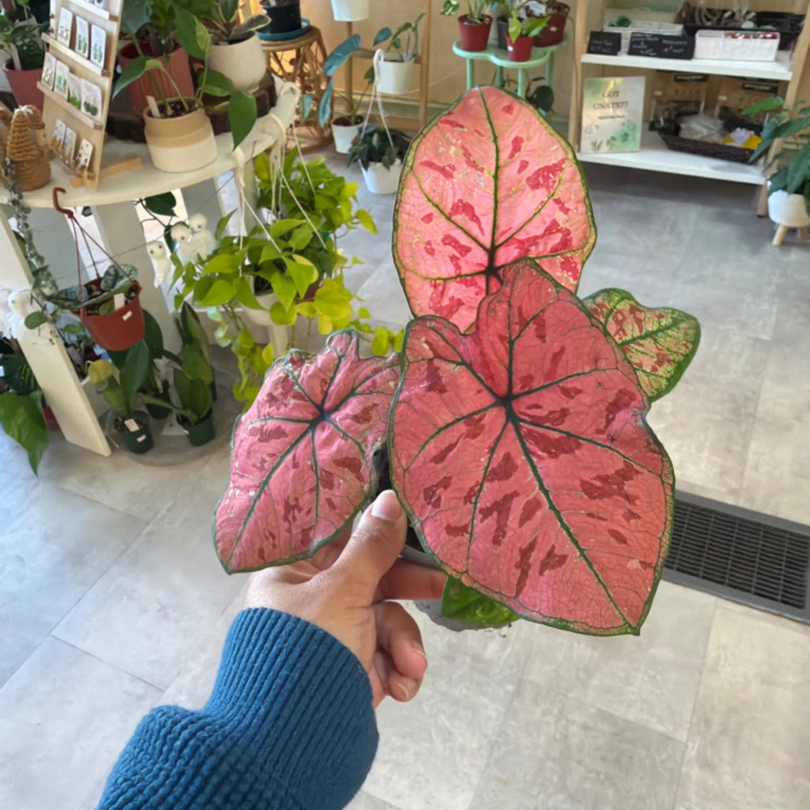 Caladium Scarlet Girl with red heart-shaped leaves held in hand, indoor plant display.
