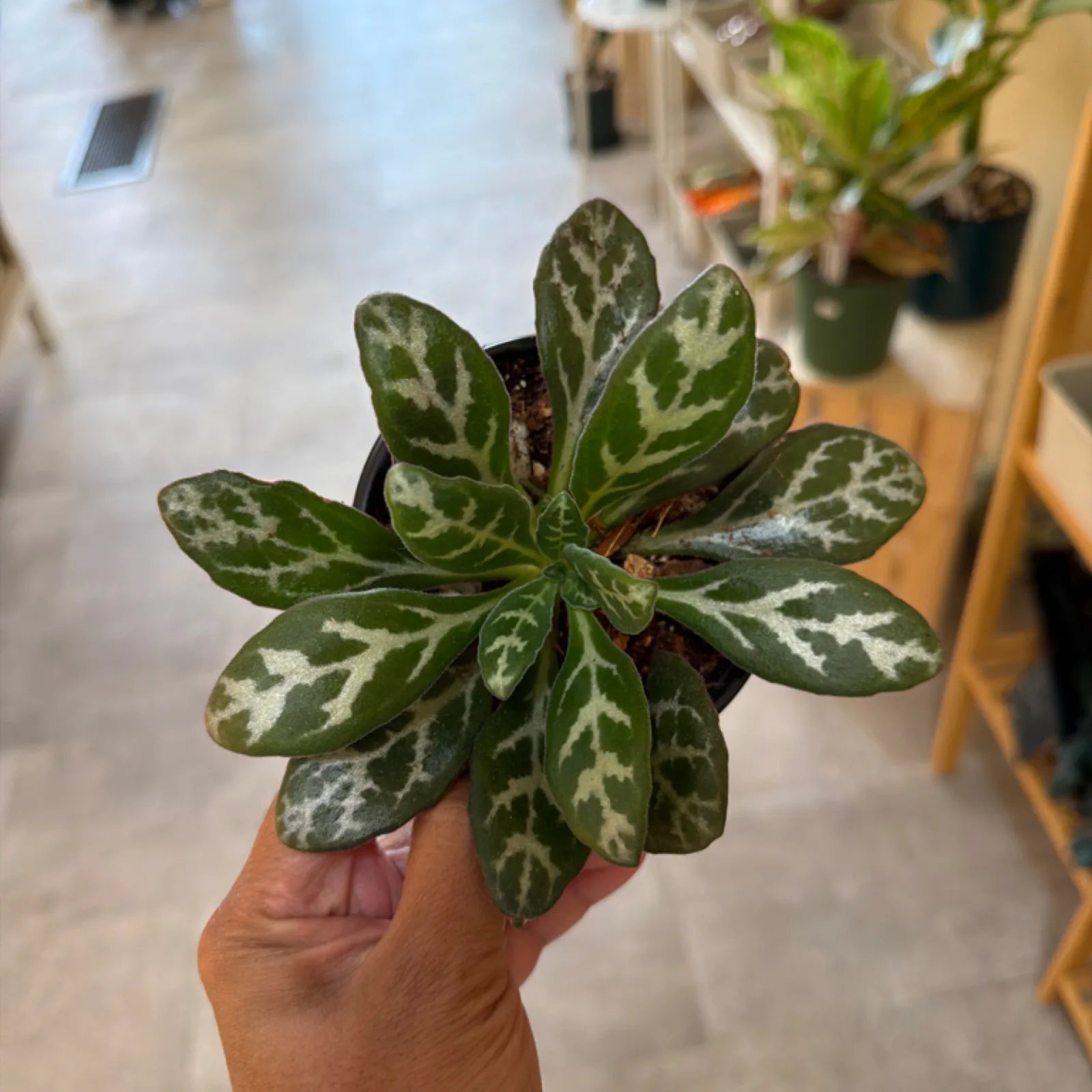 Streptocarpus 'Pretty Turtle' houseplant with patterned green leaves in small purple pot.
