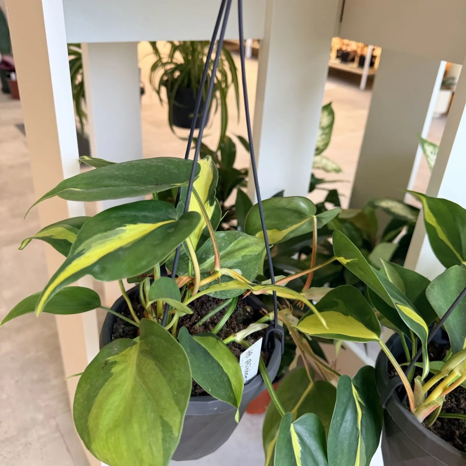 Philodendron Brasil HB with variegated green and yellow leaves in gray pot indoors.
