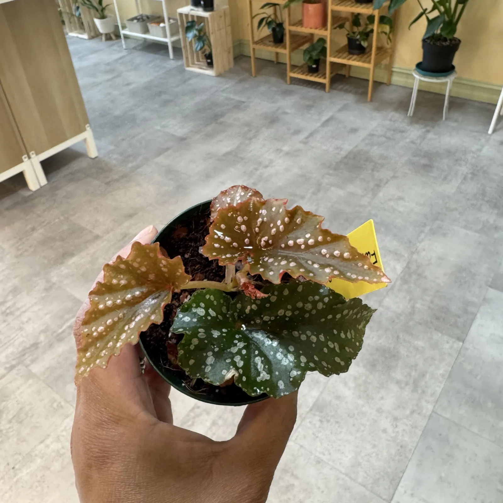 Begonia Fanny Moser houseplant with spotted leaves in white pot, held in hand.