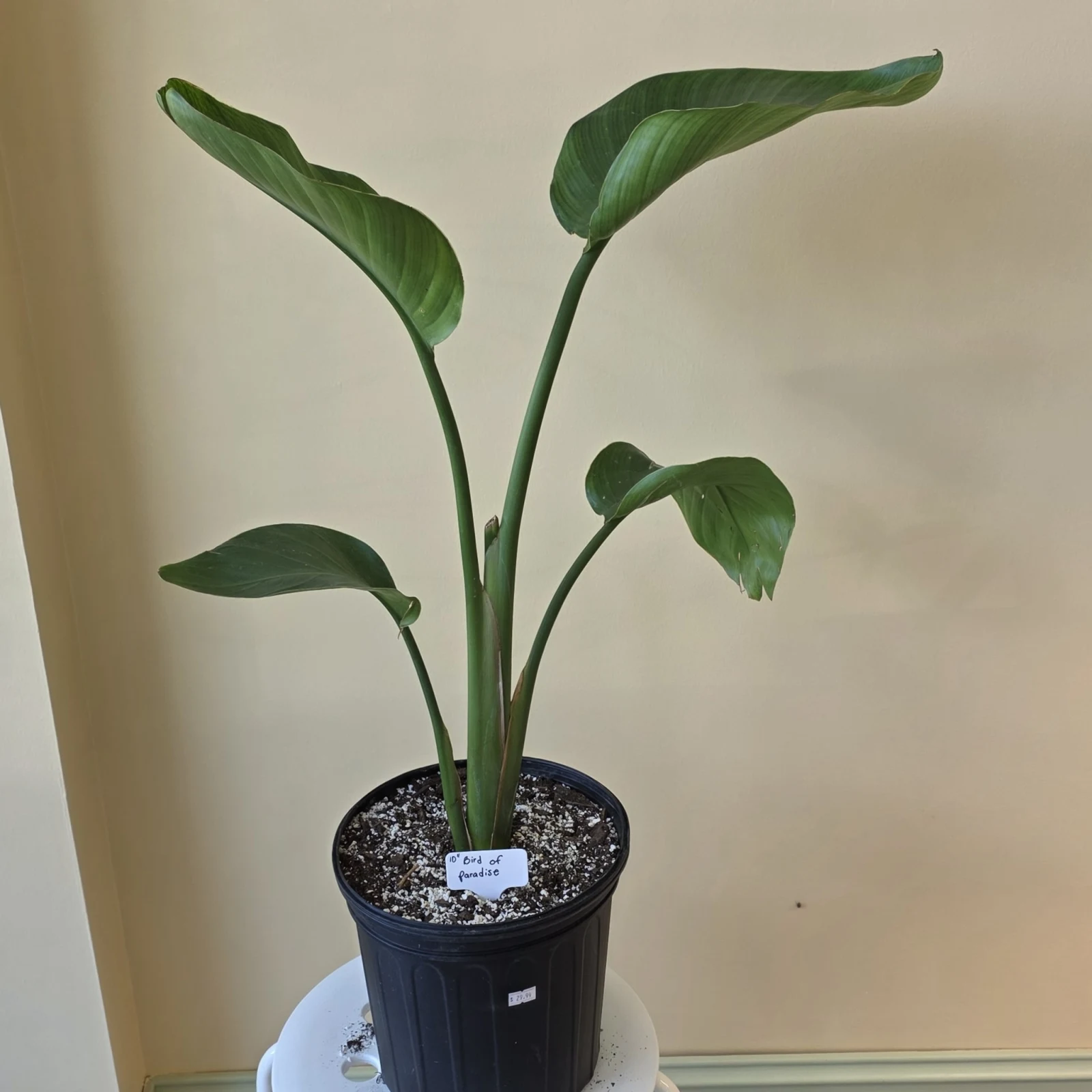 Bird of Paradise houseplant with green leaves in black plastic pot against white background.