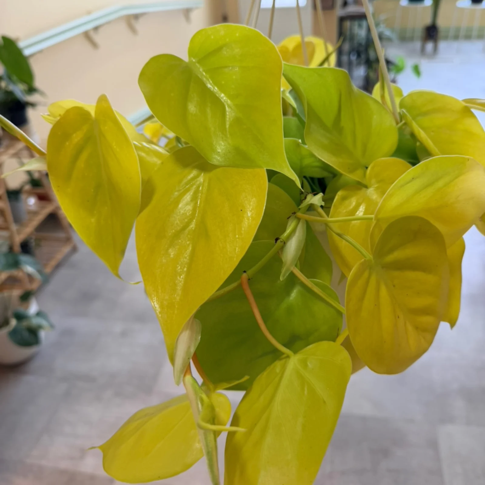 HB Philodendron Heartleaf Lemon Lime with vibrant yellow-green heart-shaped leaves indoors.