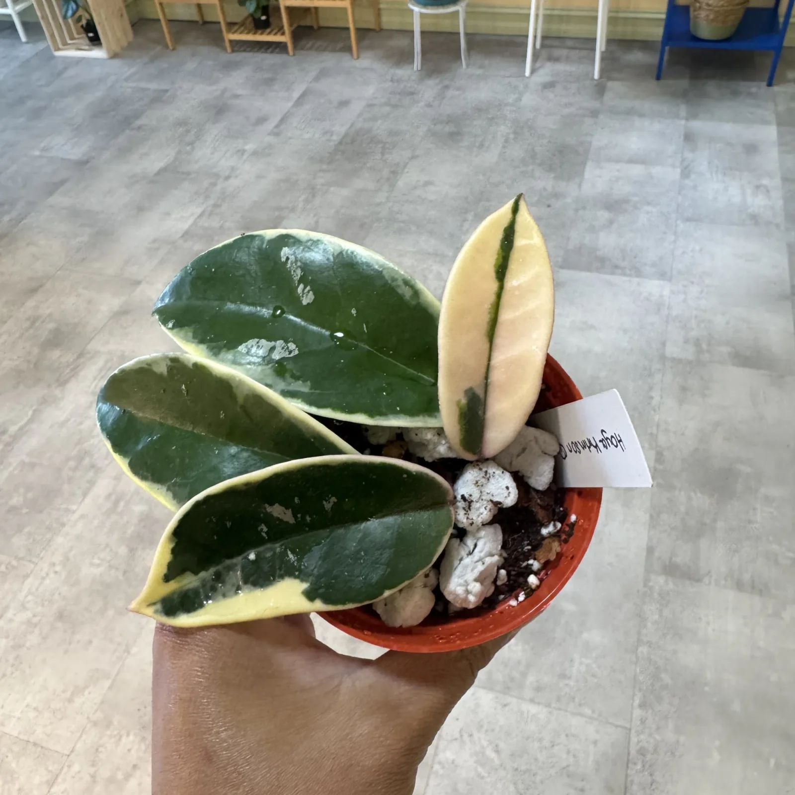 Hoya Krimson Queen with variegated green and cream leaves in small terracotta pot.