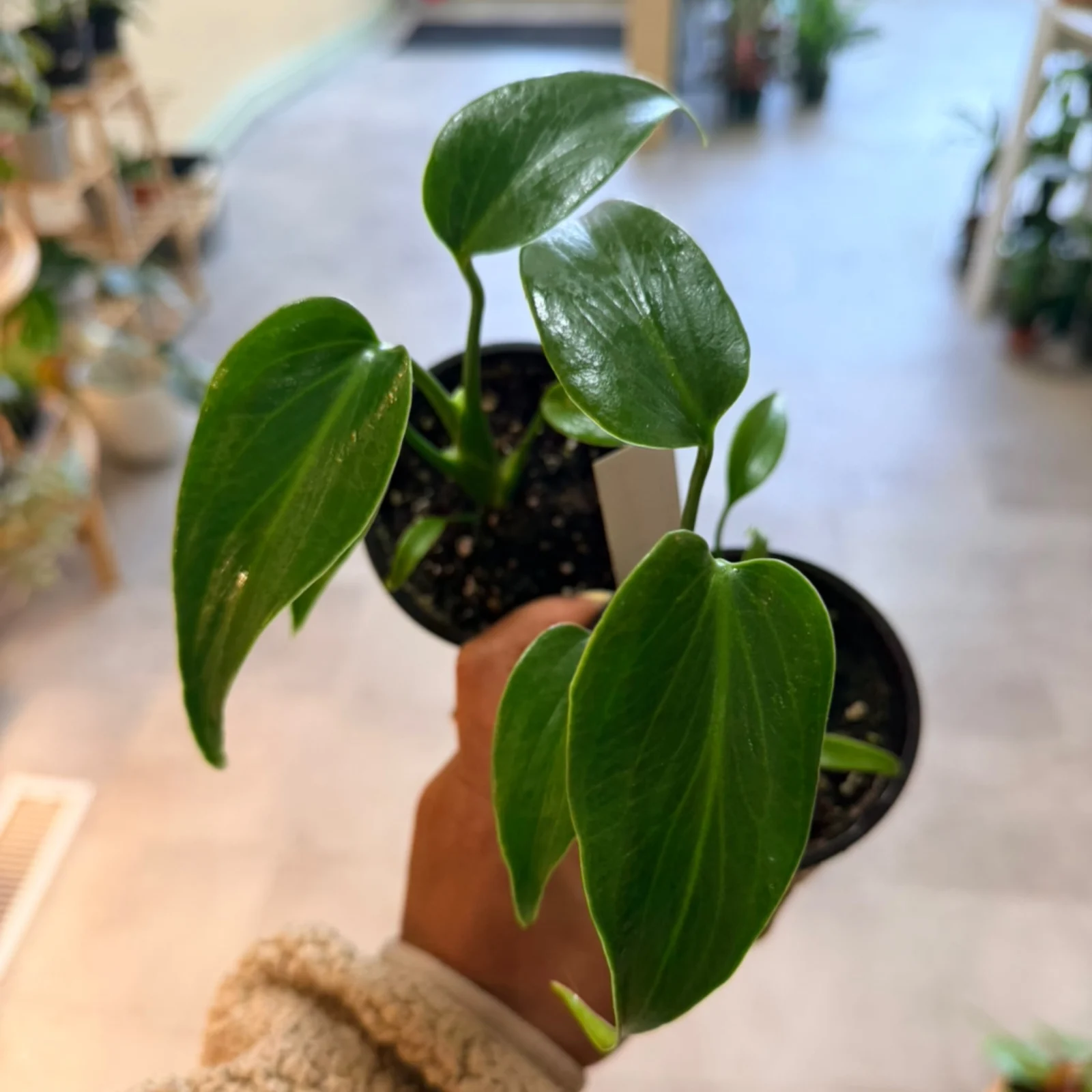 Monstera Burle Marx Flame 3.5" houseplant with green leaves in terracotta pot indoors.