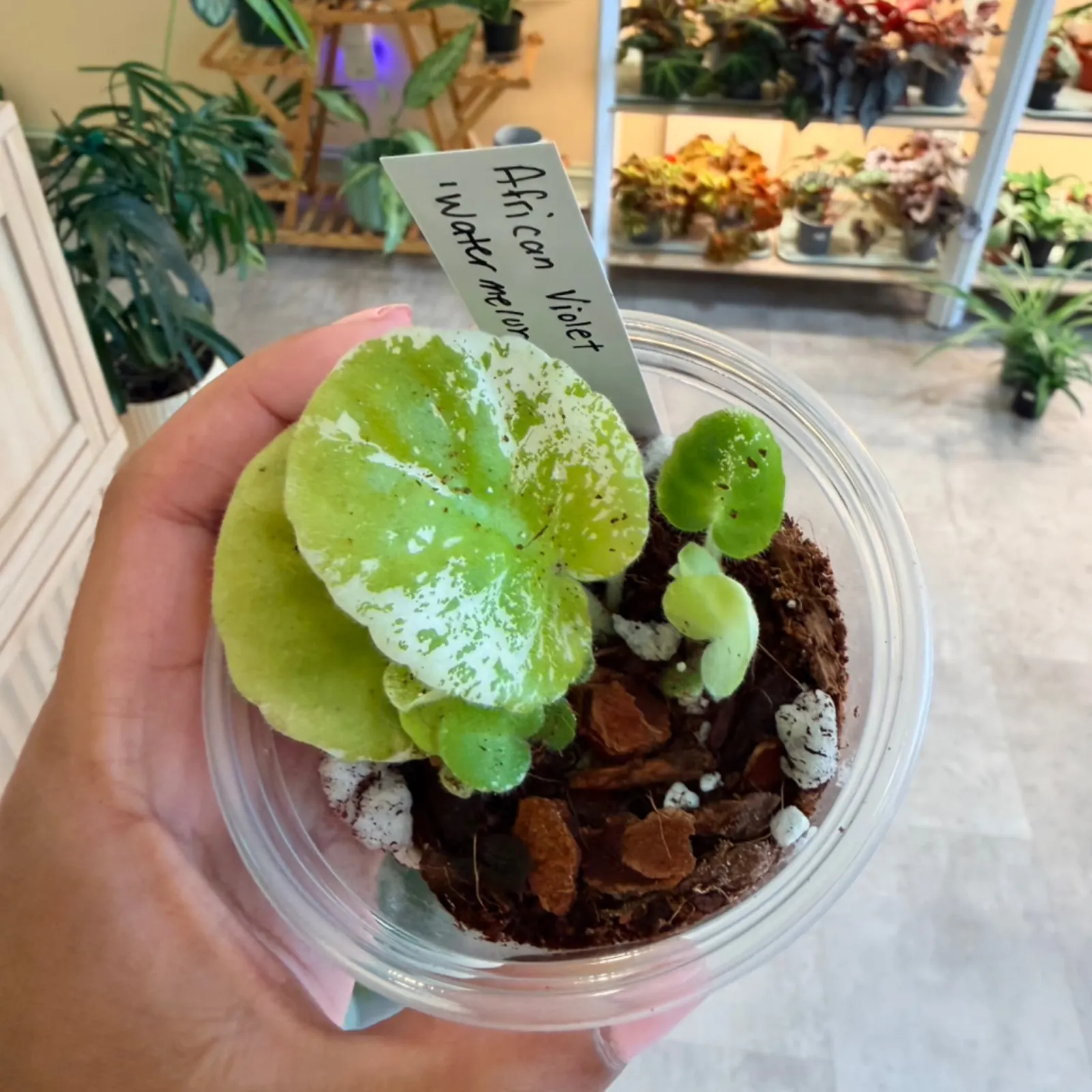 African Violet 'Watermelon Snow' Variegated in clear plastic pot with soil and label.