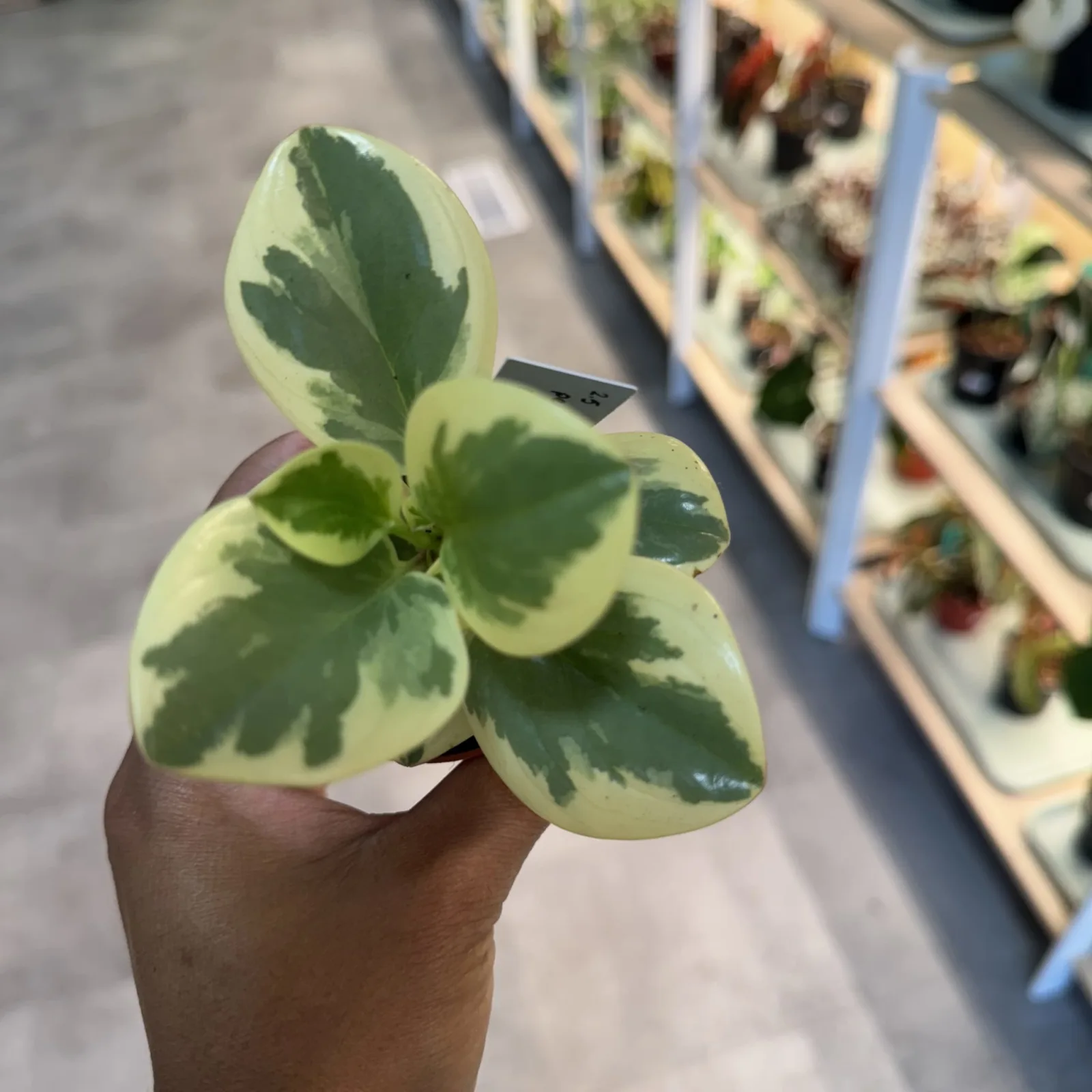 Peperomia Obtusifolia Variegated with cream and green striped leaves in small terracotta pot